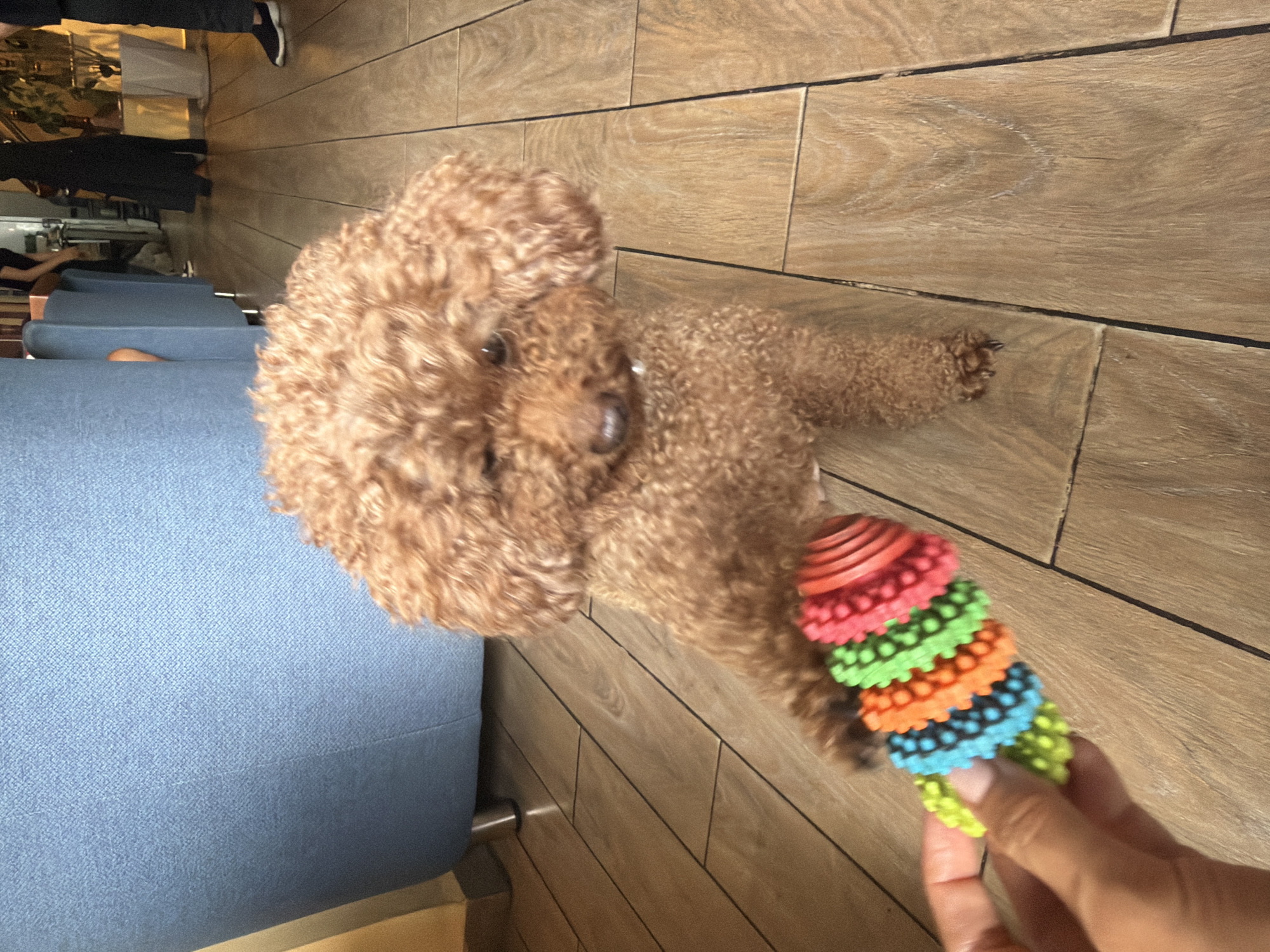 In a cafe setting, a small, fluffy brown toy poodle is the central subject, its front paw raised as if reaching for a colorful chew toy held by an unseen person. The toy, a cone-shaped object with multiple textured rings in shades of green, orange, and blue, is positioned in the lower left quadrant of the frame. The poodle, with its characteristic curly fur and a slight tilt of its head, appears alert and engaged. The background reveals a wooden floor, with planks laid horizontally, and a portion of a blue upholstered chair or sofa on the left. Further in the background, other patrons are visible, some standing and one seated, suggesting a public space. The overall ambiance suggests a casual, indoor environment, likely a cafe in Cam Ly - Đà Lạt, Vietnam, given the architectural and furnishing styles common in the region.