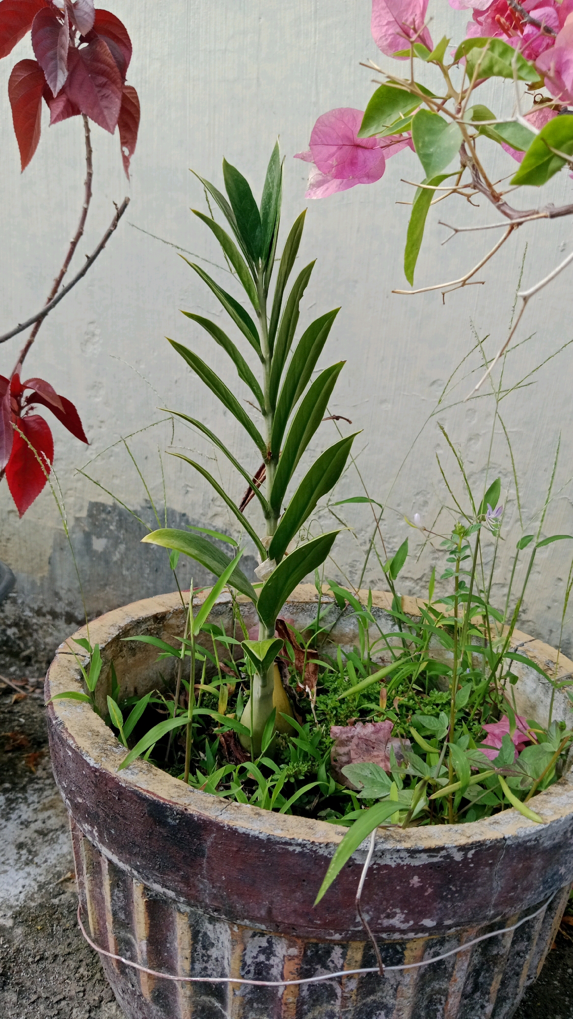 This is a close-up, eye-level photograph of a potted plant in Magetan, Indonesia. The plant is in a weathered, ribbed concrete pot, approximately 2 feet in diameter, with faded brown and yellow stripes. The pot sits on a concrete surface. The main subject is a tall, green leafy plant with long, pointed leaves, centered in the pot. Surrounding it are smaller, grassy plants. In the background, a pale, textured wall serves as a backdrop. To the left, a branch with deep red leaves is visible, and to the right, a branch with delicate pink flowers, likely bougainvillea, extends into the frame. The lighting suggests it is daytime, with soft illumination. There are no people or animals present.