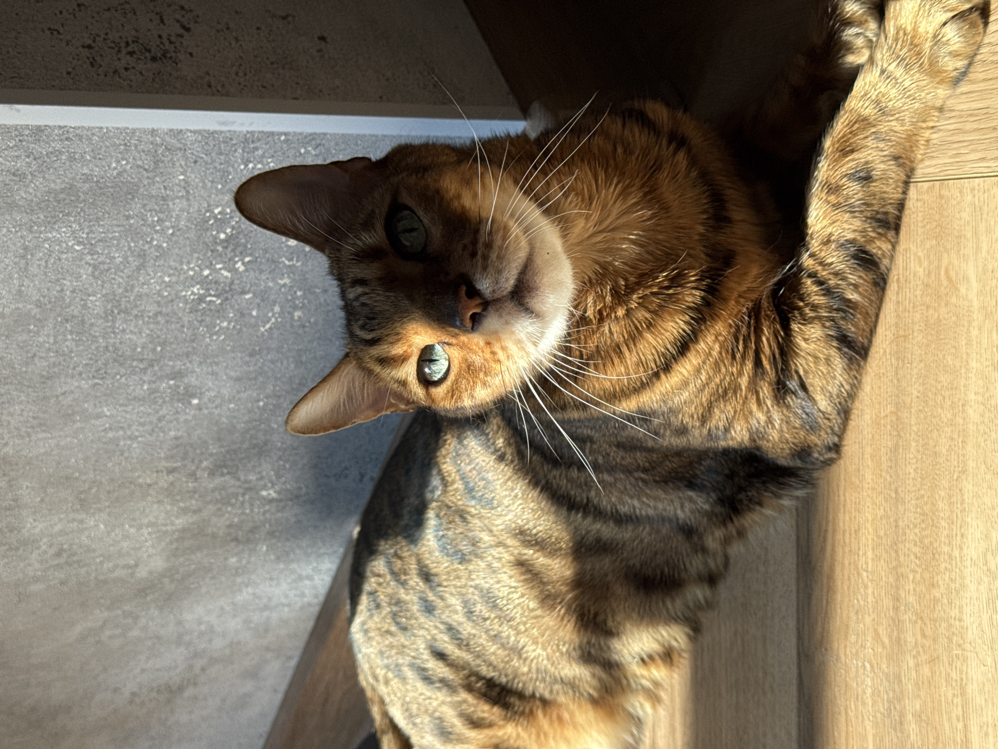 A Bengal cat with a brown and black striped coat lies on a light brown wooden floor. The cat is looking towards the camera with bright green eyes. Sunlight streams in from the left, casting shadows on the cat's fur and the floor. In the background, a textured gray wall is visible, with a vertical white element on the right side. The environment appears to be indoors.