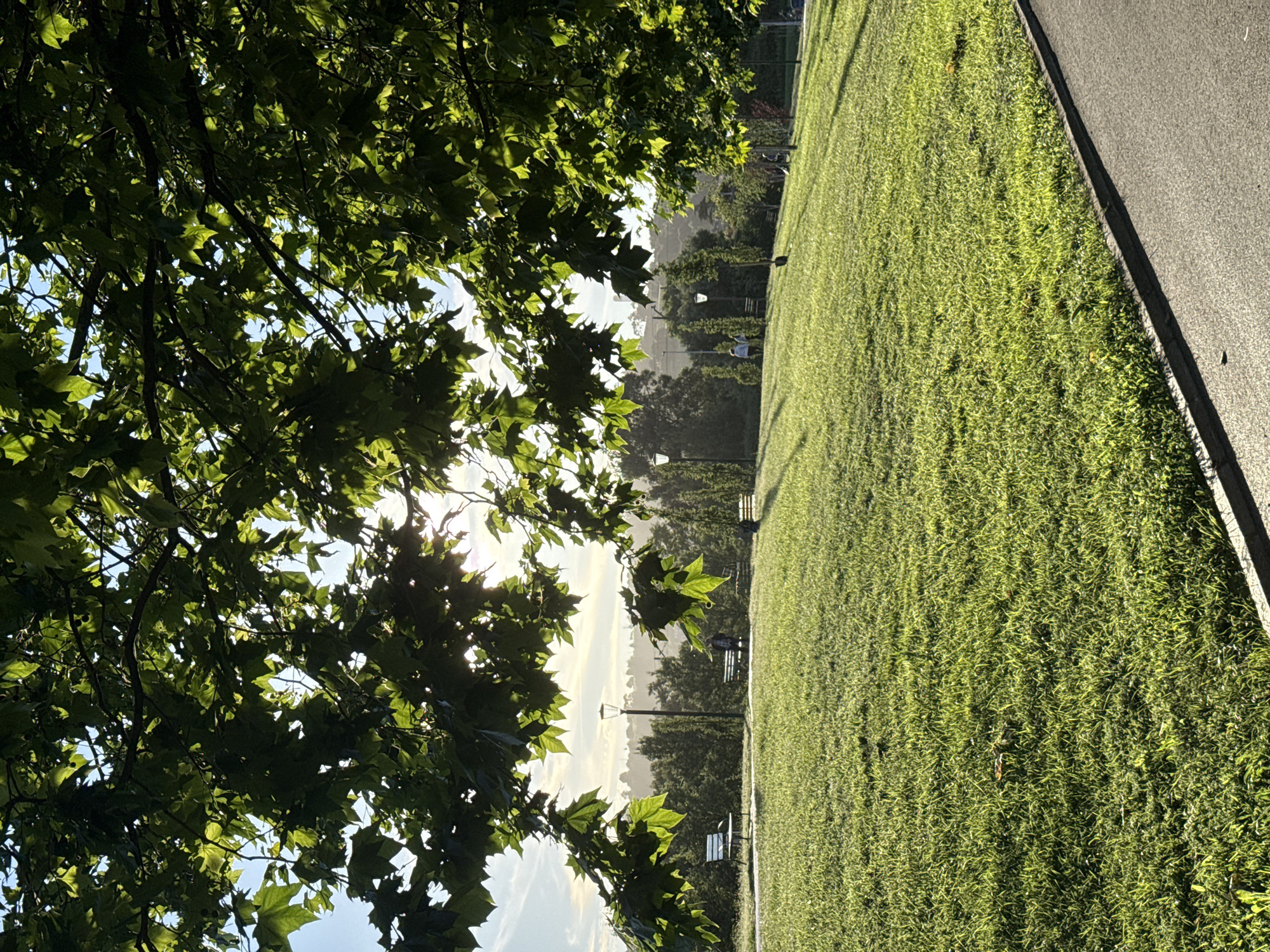 The image captures a sunny day in Gijón, Spain. A large tree with green leaves dominates the left side of the frame, partially obscuring the sky. Sunlight filters through the foliage. To the right of the tree is a vast expanse of green grass, suggesting a park or open field. In the distance, trees, street lights, and benches can be seen. A paved pathway runs along the right edge of the frame. Two people are standing in the background.