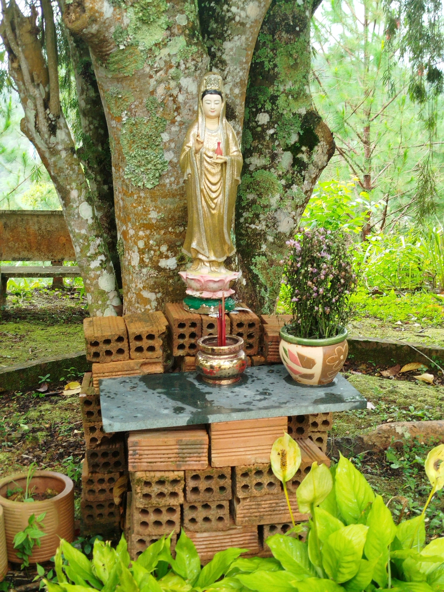The image depicts an outdoor shrine located in Da Lat, Vietnam, situated in a garden setting with lush greenery. A golden statue of a deity, possibly Guan Yin, stands prominently on a layered platform made of brick. The statue is adorned in traditional robes and holds an object in its hand. In front of the statue, a small, ornate incense burner with red incense sticks is visible. To the right of the statue, a potted plant with small pink flowers adds a touch of color to the scene. The shrine is built against the base of a large, moss-covered tree. The surrounding environment features more trees, grass, and other plants, suggesting a tranquil, natural setting. A weathered wooden bench can be seen in the background on the left side of the image. The overall impression is one of a quiet, spiritual space within a natural landscape.