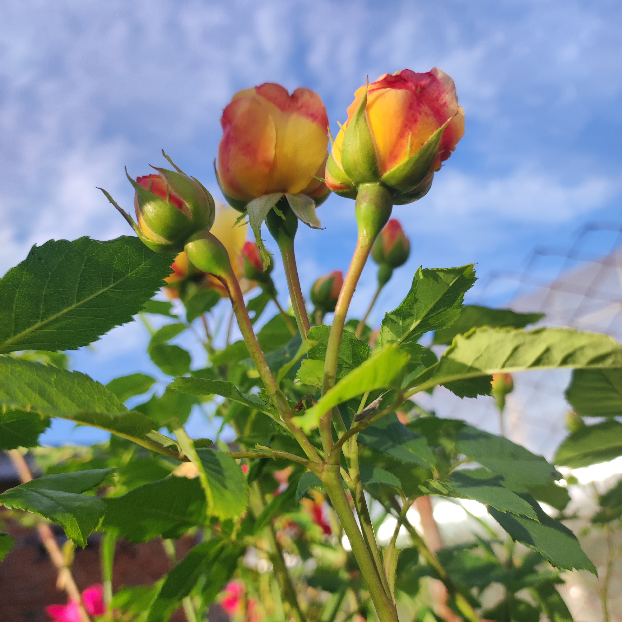 The image shows a close-up, low-angle view of a rose bush with several buds and green leaves against a bright blue sky with scattered white clouds. Three rose buds are prominently featured in the foreground, with two appearing to be partially open, revealing hints of yellow and red petals. The buds are supported by green stems, some of which have a reddish hue and are covered in fine hairs. Lush green leaves with serrated edges are also visible throughout the frame, some casting shadows. In the background, a blurry hint of a greenhouse structure and a reddish-brown brick wall can be discerned. There are no people or animals visible in the image. The scene is located in Navoloki, Russia.