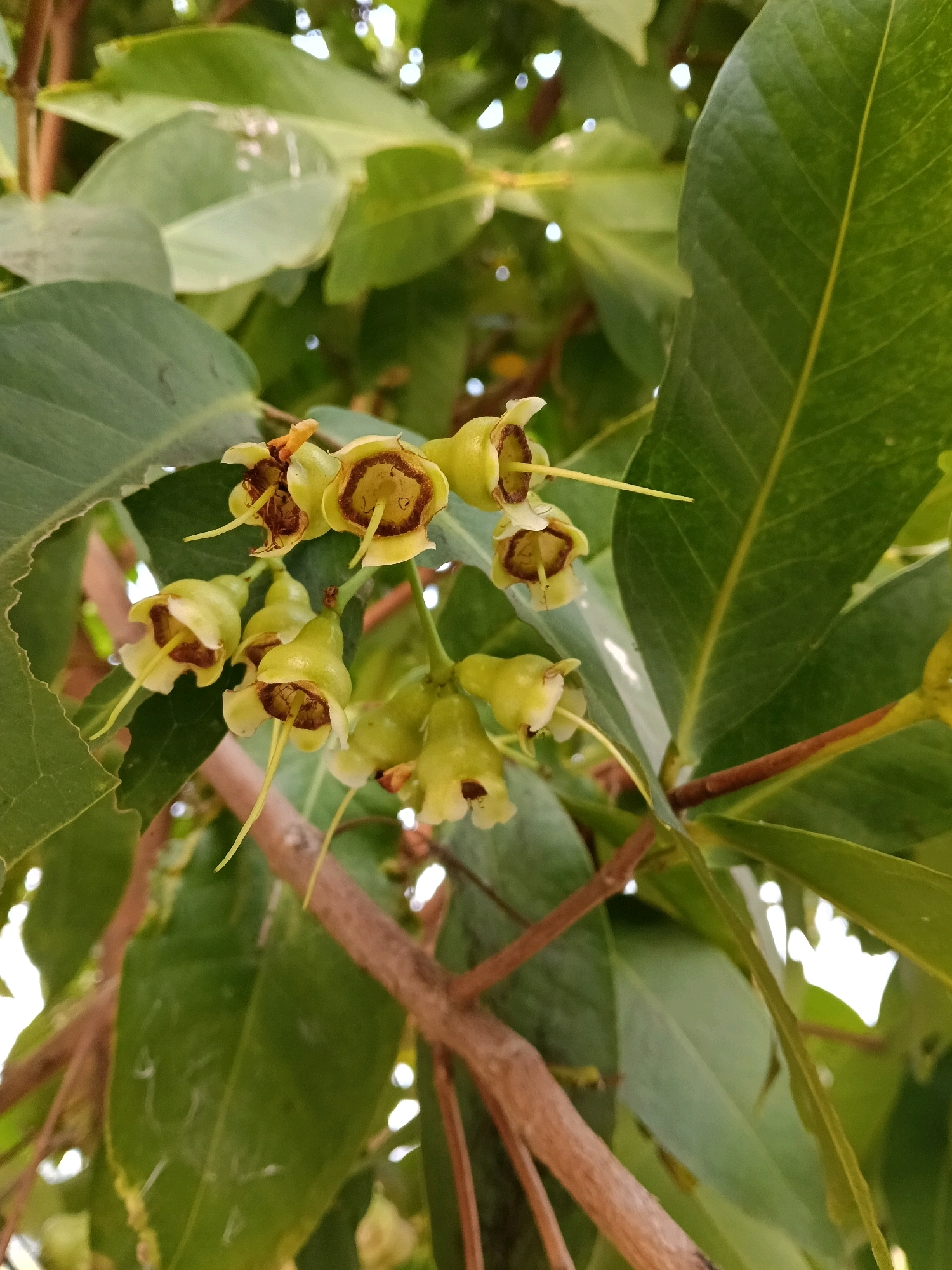 A close-up, eye-level, outdoor shot captures a cluster of light green, bell-shaped flowers on a branch, surrounded by lush green leaves. The flowers, with their delicate petals and prominent yellow stamens, are the primary focus. A thick, brown branch runs diagonally across the lower portion of the frame. The background is softly blurred, showing more green foliage and hints of bright sky peeking through. The image is sharp and well-lit, with a shallow depth of field that emphasizes the flowers. The scene is likely set in a natural environment, possibly a garden or park, in or around Galuk, Indonesia, judging by the tropical foliage. There are no people or discernible human activity.