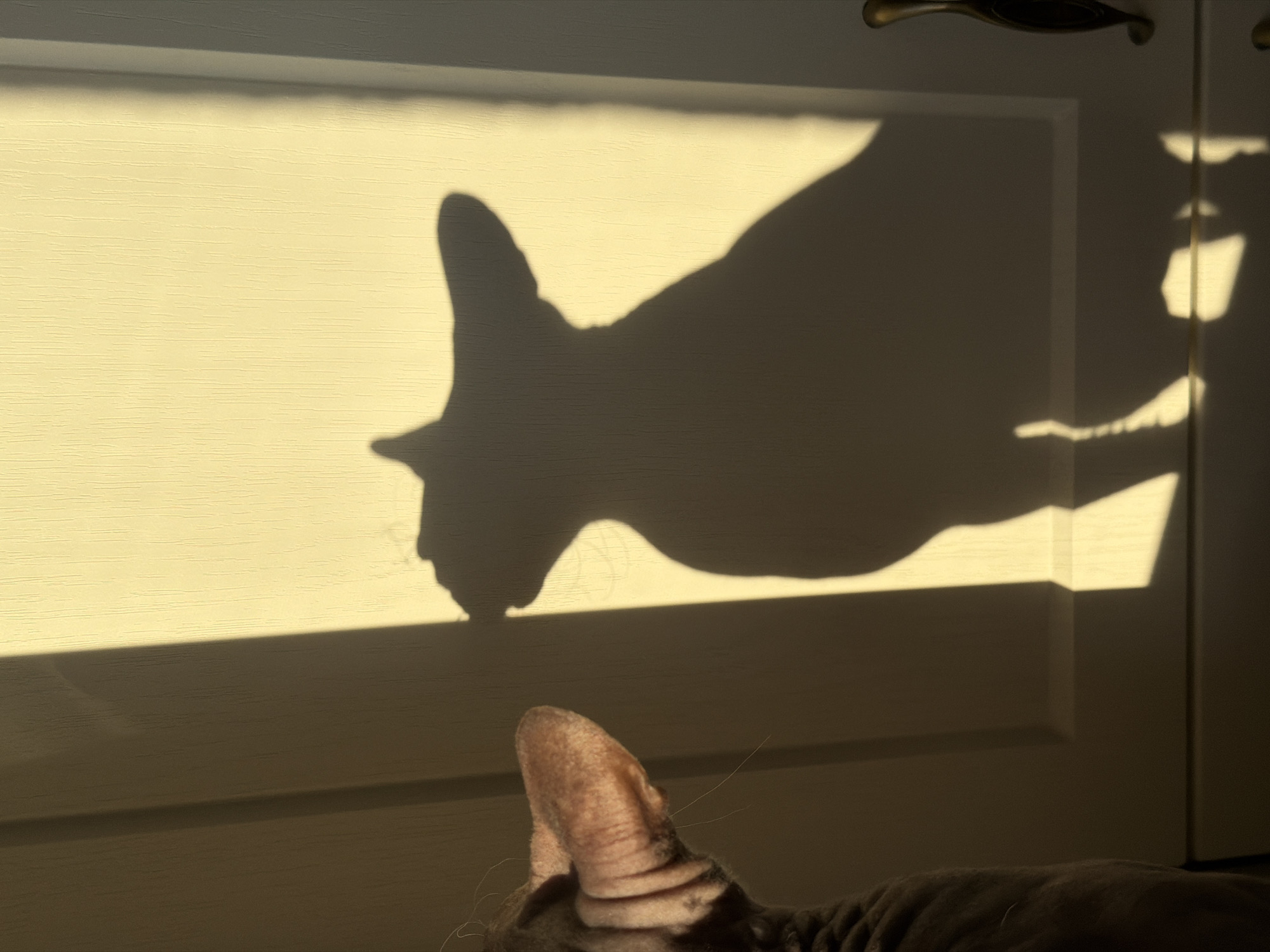 An indoor shot shows a hairless cat, possibly a Sphynx breed, partially visible on the left side of the frame. The cat's head and large, wrinkled ear are in focus, with its body extending out of frame. The primary subject is the cat's shadow cast on a textured, pale yellow wall to the right. The shadow is sharply defined by direct sunlight, creating a dramatic silhouette of the cat's head, neck, and torso. The wall appears to be part of an interior, possibly a door or a wall with paneling. A decorative door handle is visible on the far right edge of the image. The lighting suggests it is daytime, with the sun casting a strong light from an unseen source. The scene is devoid of any specific landmarks that would identify its location within Izhevsk, Russia.