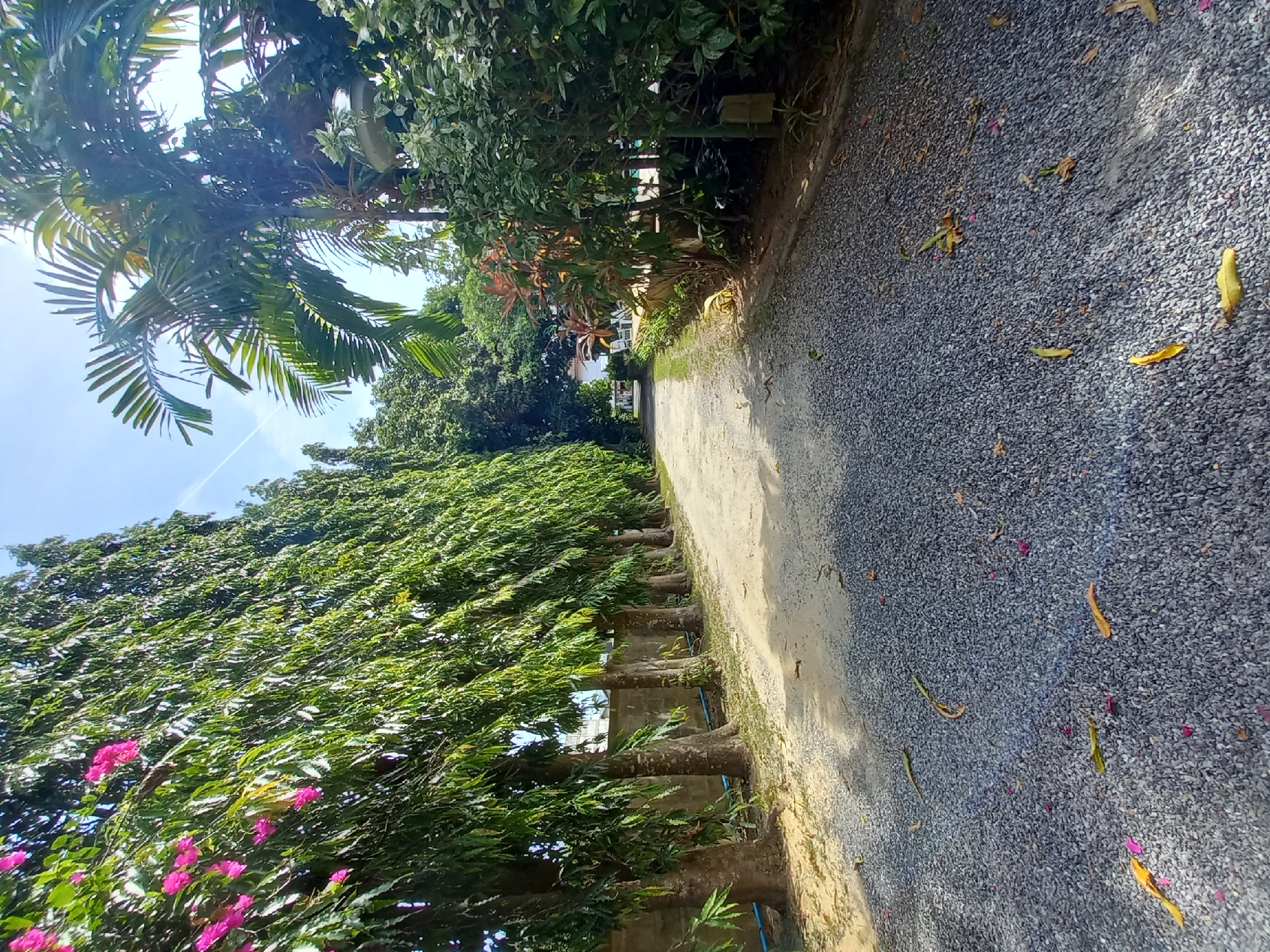 The image depicts a tree-lined gravel path leading away from the viewer, set against a backdrop of lush greenery under a clear blue sky in Baan Mae Nam, Thailand. On the left, a dense row of tall, slender trees with deep green foliage forms a natural corridor, some bearing small pink flowers. To the right, the vegetation is more varied, featuring a palm tree with large fronds, ornamental plants with red and green leaves, and other leafy shrubs. The path itself is covered in small grey and white gravel, with scattered fallen leaves and flower petals. In the distance, a white building and glimpses of what appears to be a swimming pool are visible through the trees. The scene conveys a sense of tranquility and natural beauty.