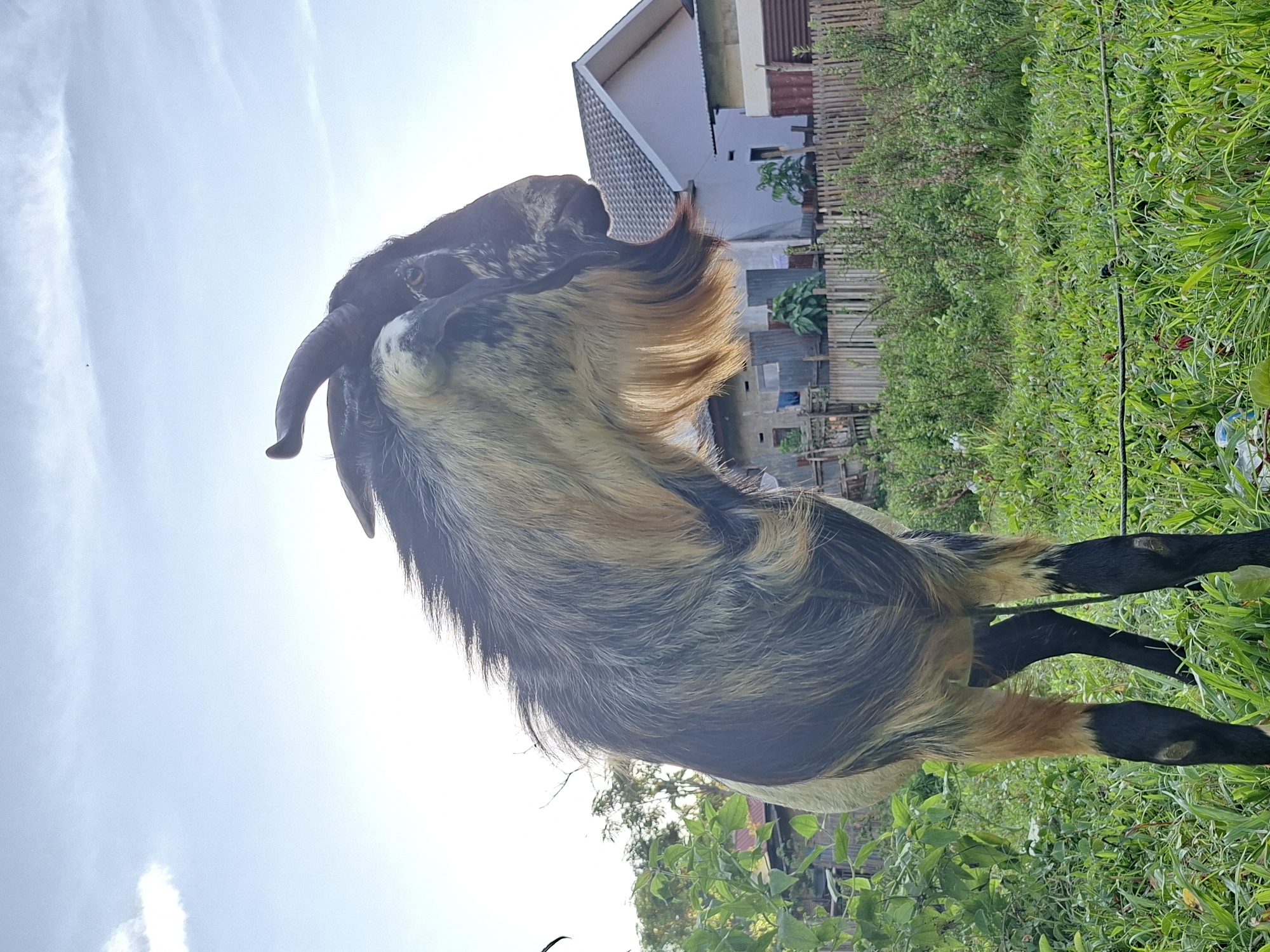 A goat, brown and black, is the central subject of the outdoor photograph. The goat's body is in full view, and it seems to be looking up towards the sky. Patches of sunlight are visible around the goat. The backdrop consists of a green environment with a building and a fence in the distance, typical of a suburban or rural location. The photograph seems to have been taken from a low angle, pointing upwards toward the goat. The location, Lhokseumawe, Indonesia, is known for its blend of urban and natural environments, potentially explaining the scene's setting.