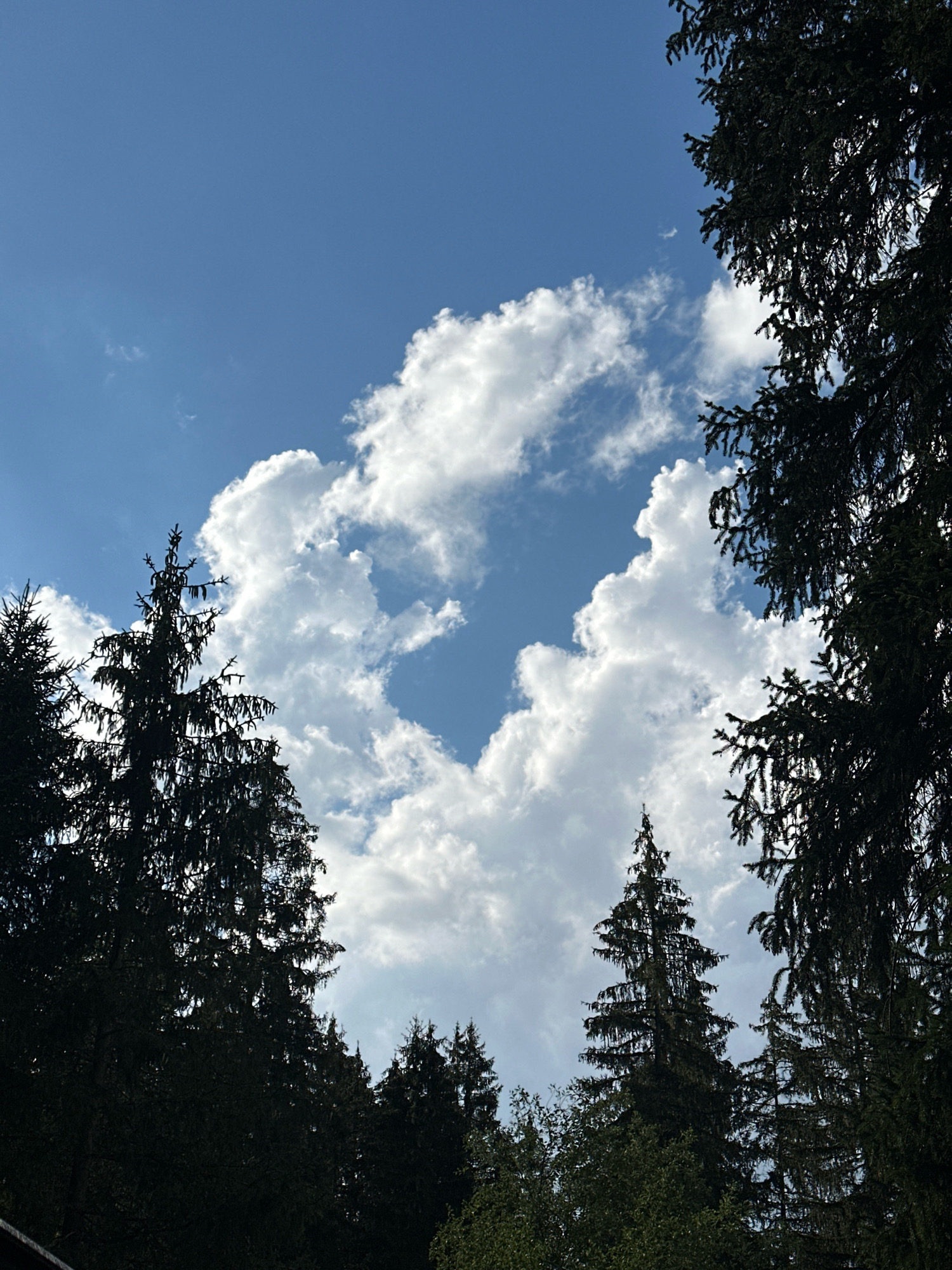 This is a vertical, outdoor, low-angle shot of a blue sky with white, fluffy clouds, framed by dark green evergreen trees on the left and right sides. The trees are silhouetted against the sky, with the sun filtering through some of the branches on the right. The clouds form a large, amorphous shape in the center of the sky, with some smaller clouds scattered throughout. The overall mood of the image is serene and natural. There is no indication of Borno, Italy, or any specific city in this image.