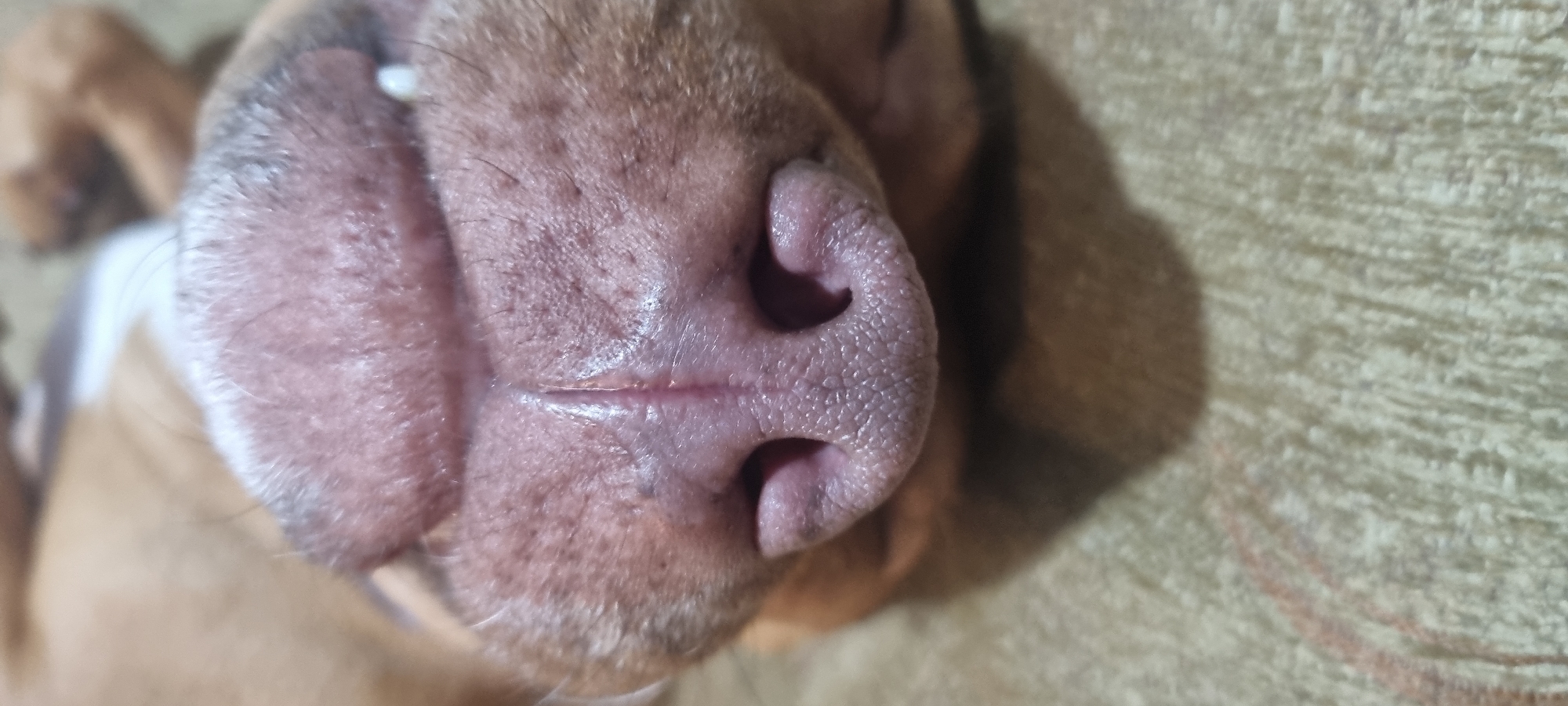 This close-up, slightly blurry photograph captures the snout of a dog, likely resting indoors. The main subject is the dog's nose and upper lip area, seen from a somewhat inverted perspective, suggesting the dog might be lying on its back or with its head tilted upwards.
The dog's nose leather is a prominent feature, appearing pinkish-brown and moist, especially along the philtrum (the vertical groove) and nostrils. The textured surface of the nose is visible, covered in small, bumpy patterns. A small, white tooth is faintly discernible at the top left edge of the frame, indicating the dog's mouth is slightly ajar or its lip is curled. Short, fine whiskers are visible around the muzzle area, along with sparse, light-colored fur on the upper lip.
The background is softly blurred, showing a light tan or beige textured surface, possibly a couch, carpet, or bedding, which provides a domestic indoor setting. The lighting appears warm and diffused, not suggesting a specific time of day. No human subjects, other objects, or visible text are present in the image. The overall impression is one of peaceful rest.
