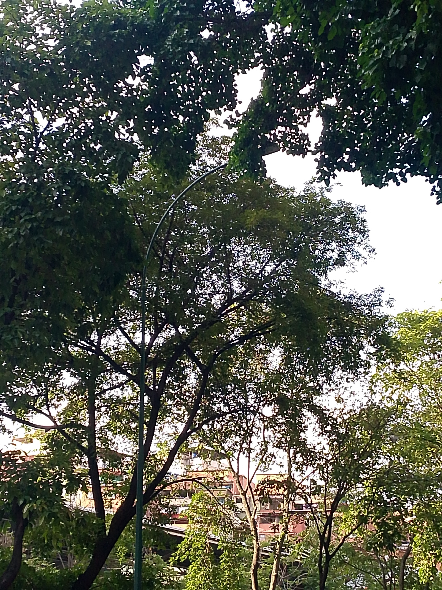 The image shows a view of urban buildings through dense foliage in Caracas, Venezuela. The foreground is dominated by lush green trees with many leaves, partially obscuring the sky, which appears bright. A tall, slender, dark green lamppost with a curved arm is positioned prominently in the center of the frame, extending upwards through the branches. In the background, several multi-story buildings with visible windows and balconies are discernible behind the trees. The overall impression is of a verdant, urban setting, possibly a park or a street lined with trees, with the city infrastructure peeking through.