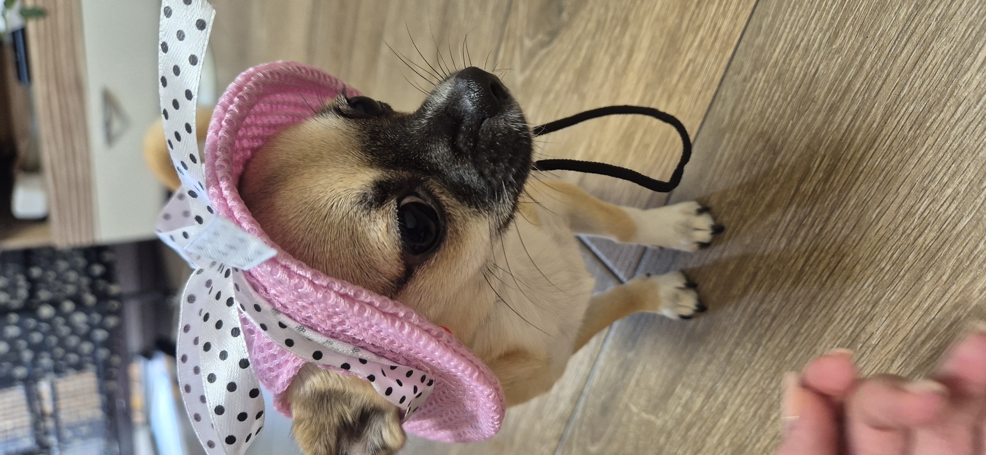 A tan and black Chihuahua-mix dog is indoors on a wood-patterned floor. The dog is wearing a pink knitted bonnet-style hat with a white polka-dot ribbon. The dog is positioned so that its head is tilted upward. Its legs are visible in the lower right and lower left sides of the frame. A human finger is in the lower right corner.