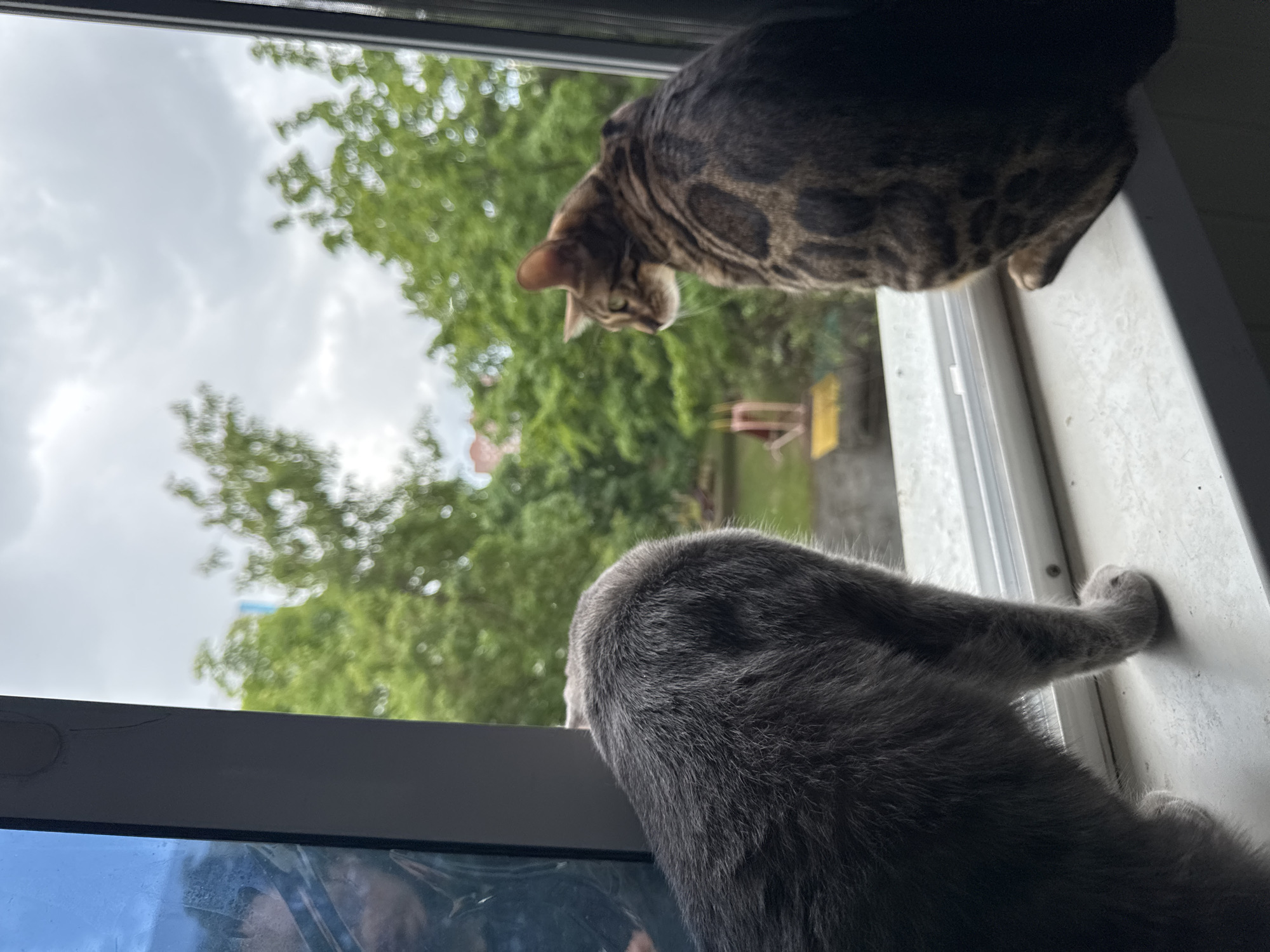 Two cats are perched on a windowsill, looking out at a view of trees and a cloudy sky. The cat on the left is a solid gray color, and only its back and hindquarters are visible. The cat on the right is a Bengal cat with distinctive dark spots on its coat. It is looking to the left, with its head slightly turned. The window is framed by a dark border, and a reflection of a person is visible in the glass on the left side of the image. The background outside the window appears to be a residential area with buildings and greenery. The overall scene suggests a peaceful moment of observation.