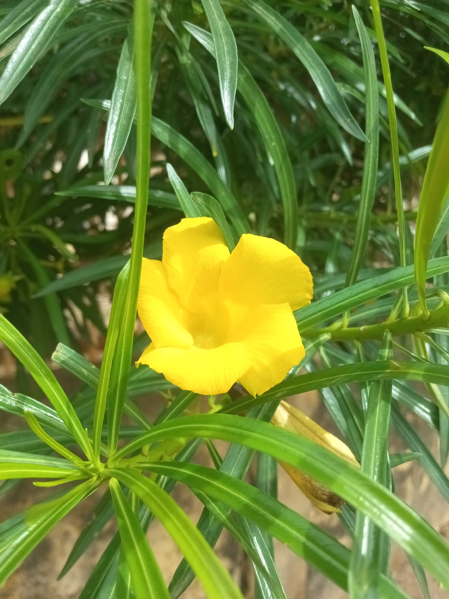 A single yellow flower with five petals is in focus against a background of green, slender leaves. The flower is slightly tilted to the right, with its petals unfurled. The leaves are long and narrow, with a glossy sheen. Some leaves are in sharp focus, while others are blurred, creating a sense of depth. The overall impression is one of natural beauty and tranquility. The image was captured in the city of Rafin Par, Nigeria, where such flora is common in the region's gardens and natural landscapes.