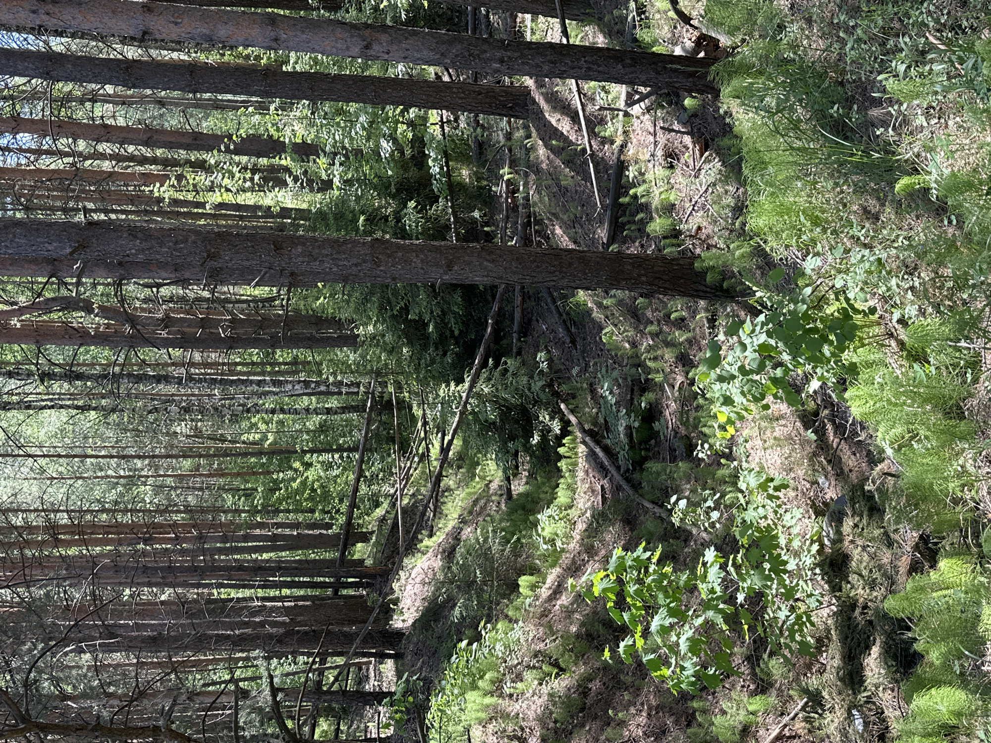 The image shows a dense forest scene in Chaikovsky, Russia. Tall, thin trees dominate the left side of the image, their vertical trunks running parallel to each other. The ground is covered in greenery, including various types of plants and moss. The right side of the image reveals a slope or embankment with more vegetation and fallen debris, suggesting a natural or slightly overgrown area. A dilapidated wooden structure is partially visible on the left, indicating possible human presence or past activity. Overall, the scene is a lush, wooded area with a mix of natural growth and some signs of previous human intervention.