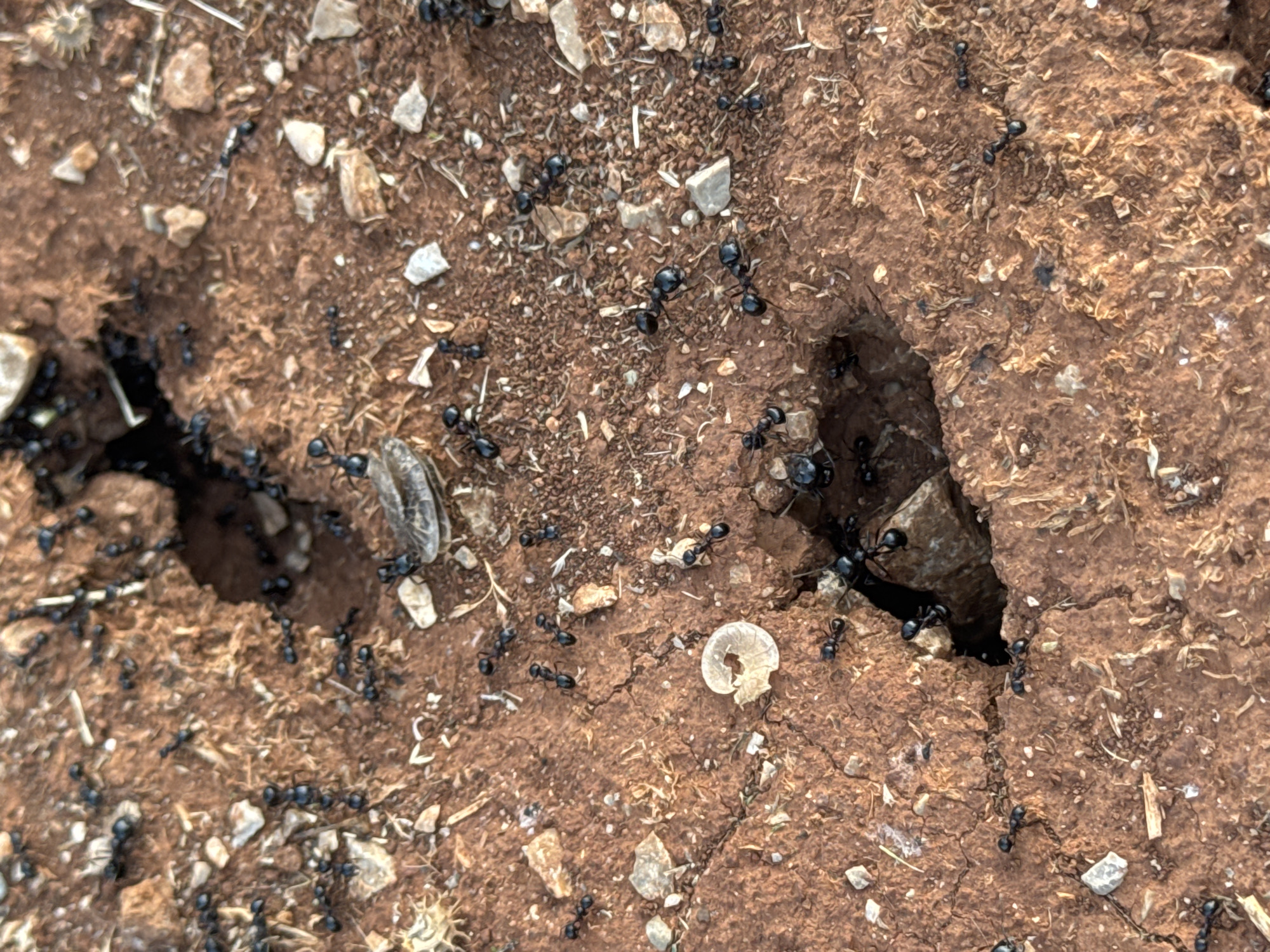 The image captures a close-up view of a colony of black ants on dry, reddish-brown soil. The ground is uneven and cracked, with small pebbles, dirt clods, and bits of dry vegetation scattered across the surface. Several small openings or entrances to ant tunnels are visible. Ants are actively moving in and around these openings and across the soil. One noticeable object is a discarded, translucent, circular insect exuvia lying on the soil. The lighting suggests it is daytime, likely outdoors. The specific location mentioned, Kovačko Polje, Montenegro, provides context for the environment, implying a potentially arid or semi-arid natural setting. There are no people or any other living organisms visible in the frame, apart from the ants and the exuvia. The focus is on the ants and their immediate surroundings, highlighting their activity around their nest entrances.