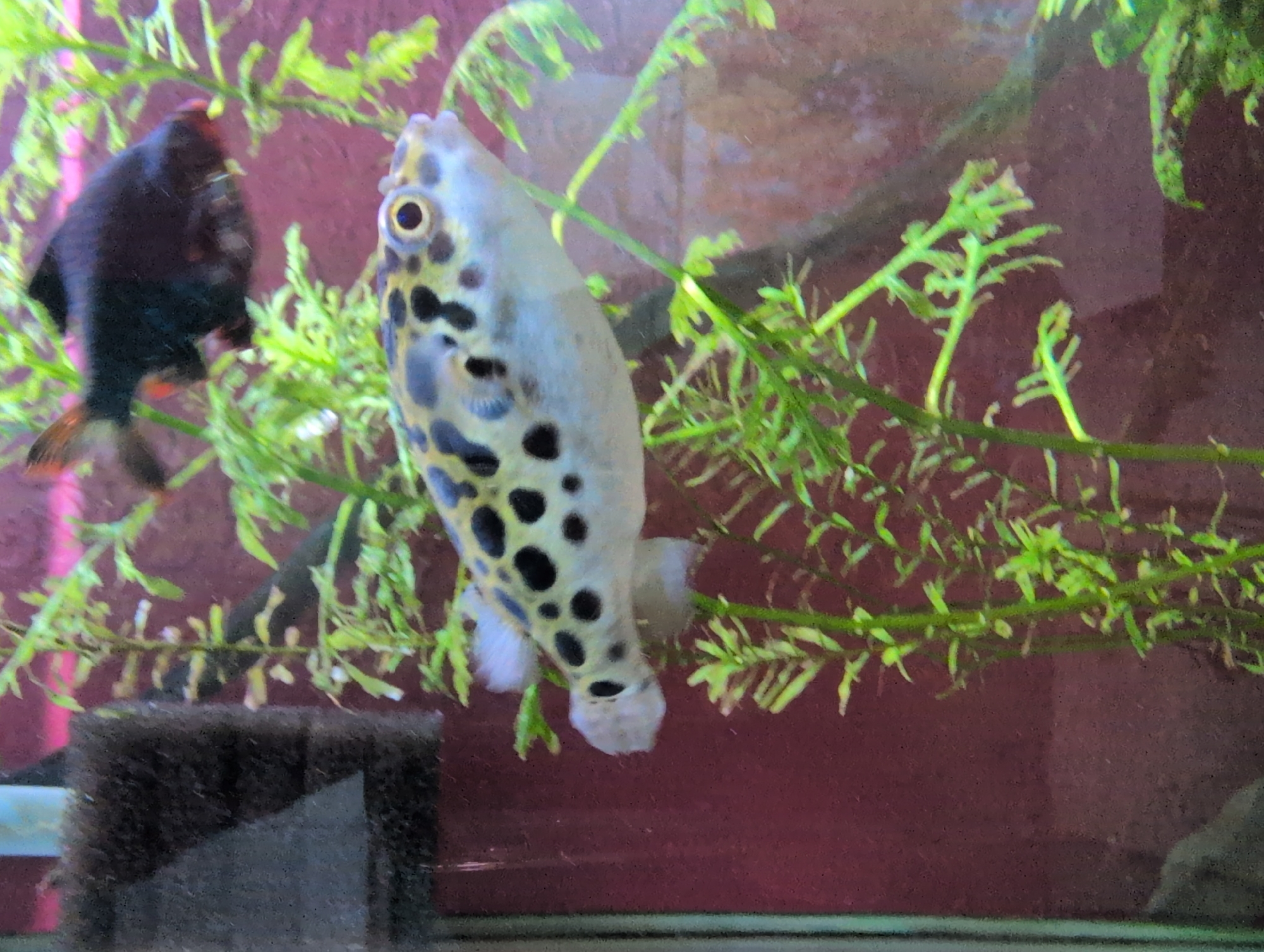 The media file displays an underwater scene within an aquarium. The primary subjects are two fish: a dark-colored fish on the left with red-orange fins, and a light-colored pufferfish with black spots on the right. The pufferfish is the dominant subject, positioned towards the center and right of the frame, facing left. It has a round body, prominent black eyes with a yellow iris, and a distinct mouth area. The dark fish, partially obscured by aquatic plants, is positioned on the left side of the image.
The setting is an aquarium with lush green aquatic plants providing a naturalistic backdrop. The plants are dense, with thin leaves and stems, and appear to be growing in clusters and spread throughout the water. The background of the aquarium is a deep reddish-brown color, possibly the back wall of the tank or a decorative element. In the foreground, a dark, porous object, likely a sponge filter or aquarium decoration, is visible in the bottom left corner.
The activity appears to be the fish swimming and existing within their aquatic environment. There are no humans or explicit events depicted. The lighting suggests it's daytime, typical for an indoor aquarium setting. There are no visible text elements. The overall impression is a peaceful, naturalistic snapshot of aquarium life in Saint Petersburg, Russia.