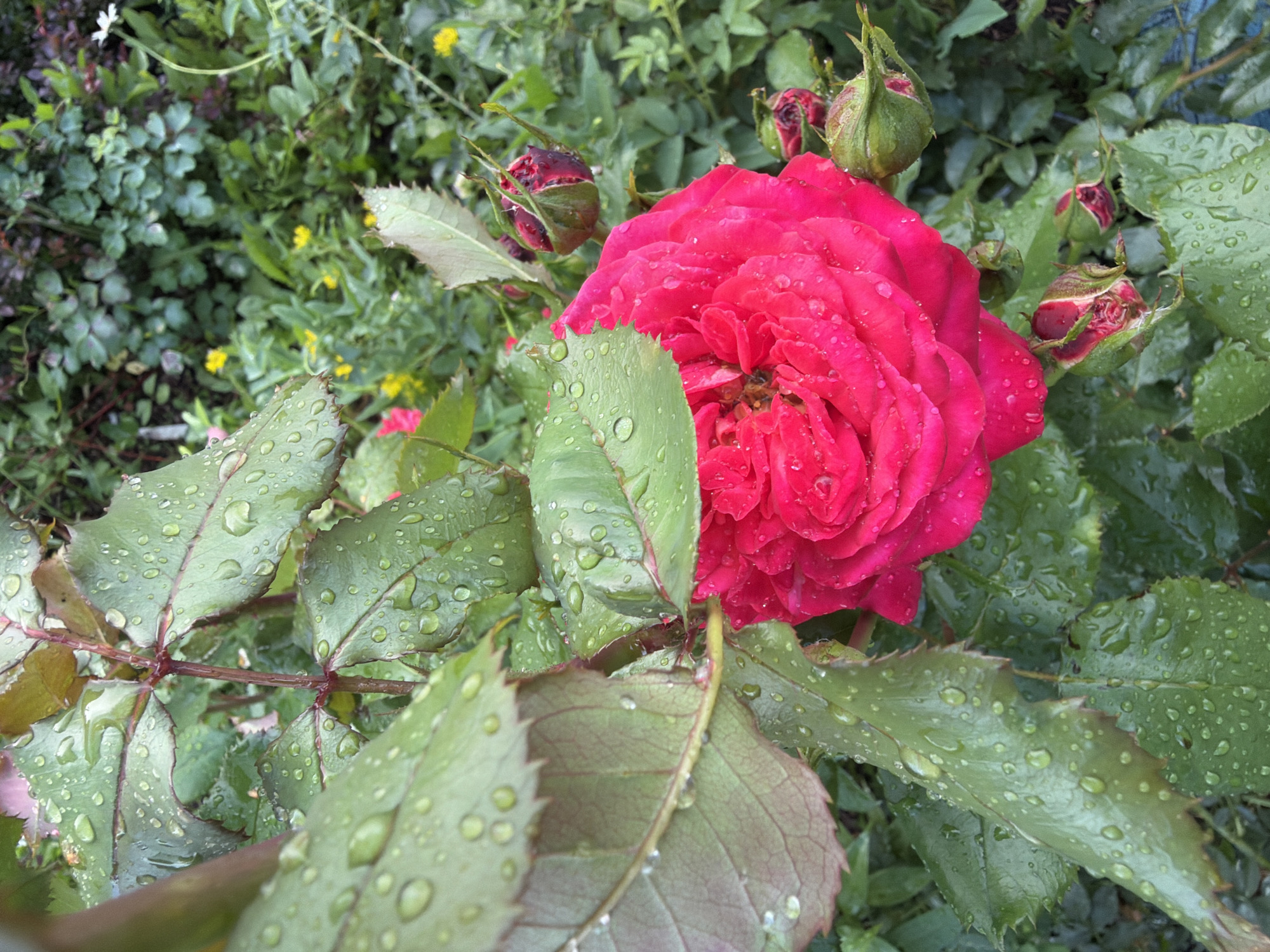 A close-up, eye-level shot captures a vibrant pink rose in full bloom, glistening with water droplets. The rose's petals are tightly packed, forming a lush, textured surface. Several unopened rose buds, some with hints of deep red, are scattered around the main bloom. The leaves of the rose bush are a deep green, also adorned with numerous water droplets, suggesting recent rain or dew. In the background, a variety of green foliage and small yellow flowers creates a soft, blurred backdrop. The overall impression is one of natural beauty and freshness after a rain shower. The location is not specified in the image.