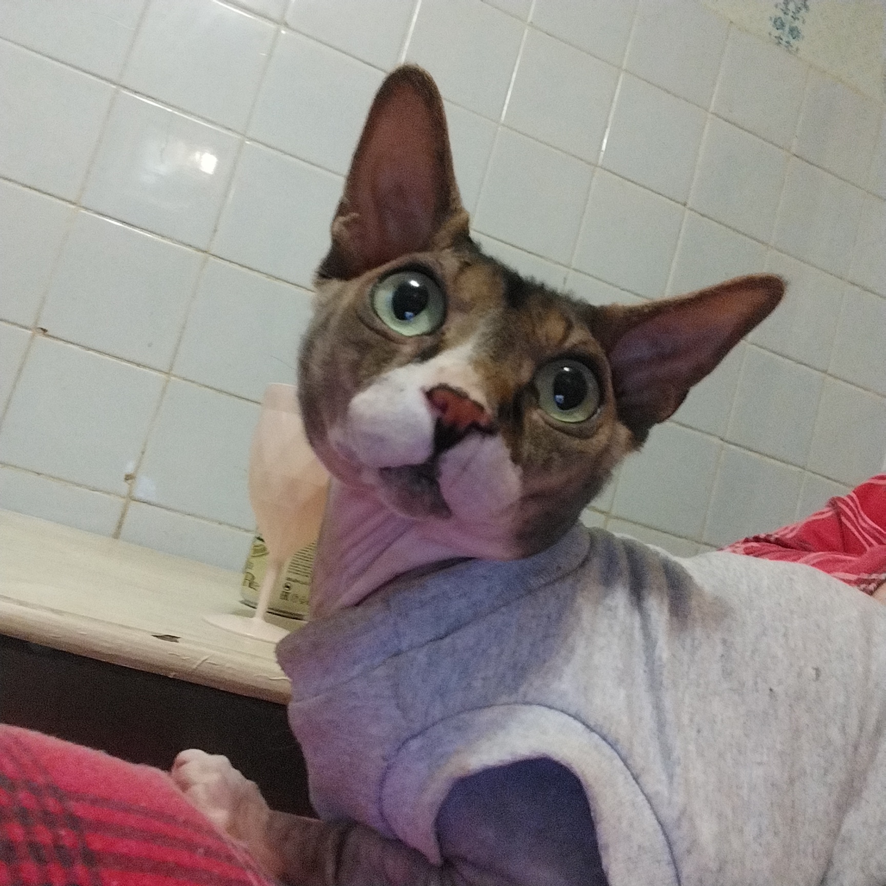 A close-up, eye-level indoor shot shows a hairless cat wearing a grey sweatshirt. The cat has large, expressive green eyes and is positioned to the right of the frame. Its head is tilted slightly upwards and to the left. The cat's face is a mixture of brown, black, and white markings. A tall, thin glass bottle is visible behind and to the left of the cat. The background consists of white, square tiles, some with a subtle blue floral pattern. The lighting appears to be natural, possibly from a window. The cat is lying on a surface that is mostly covered by a red, plaid blanket.