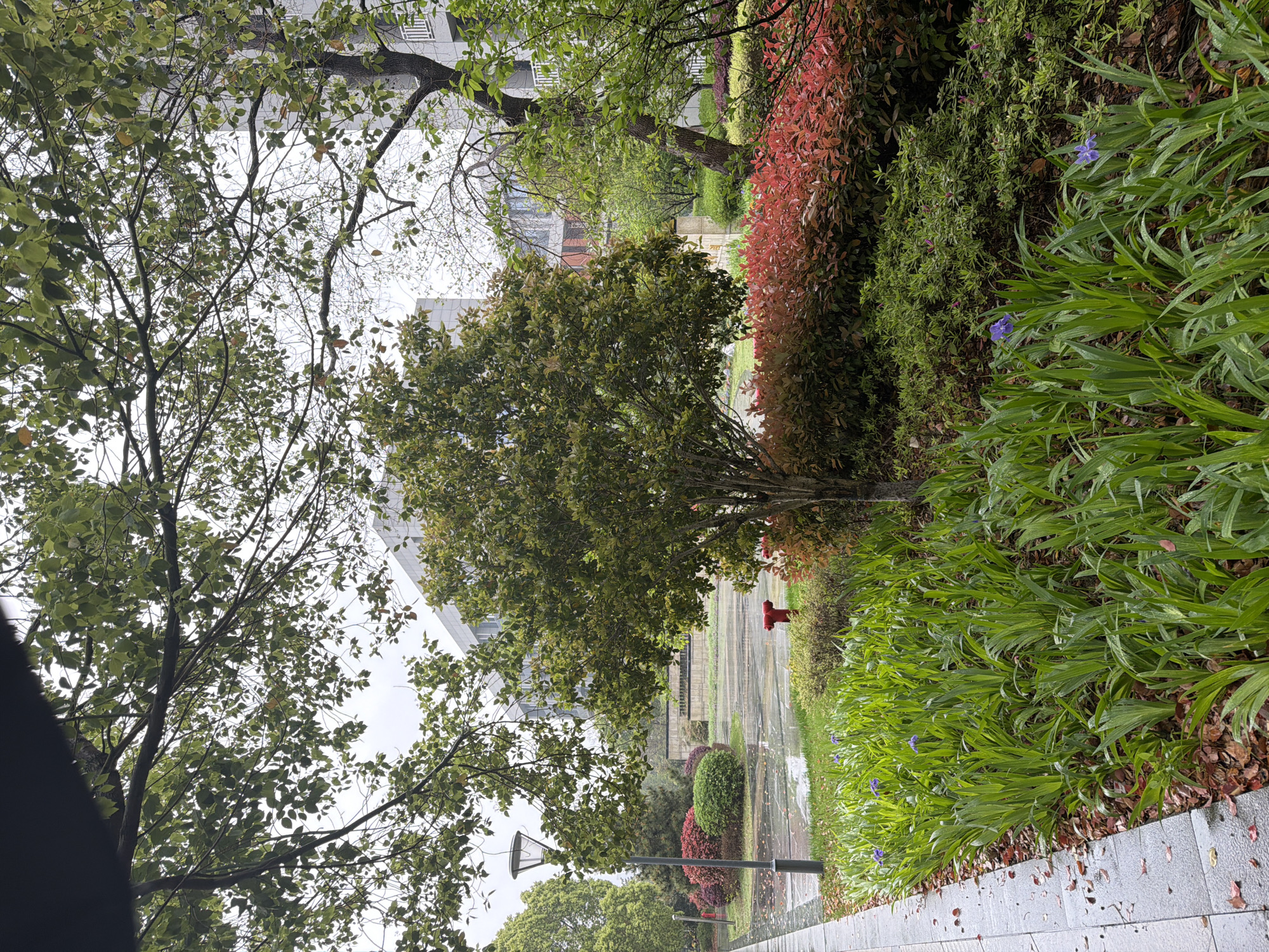 The image shows a view along a tiled walkway in an outdoor setting, likely within the city of Jiangning District, China, based on the local flora and architectural styles. The weather appears overcast and wet, with moisture visible on the pathway and foliage.
On the right side of the walkway, there is a dense planting of greenery, including long, blade-like plants, interspersed with occasional small purple flowers, and patches of fallen leaves along the edge of the path. The vegetation transitions to a dense row of red-leaved shrubs and green bushes.
To the left of the pathway, trees with green leaves frame the view. The branches extend upward, partially obscuring the sky. In the distance, buildings are visible through the trees.
Further down the pathway, a bright red fire hydrant is present. The path itself appears wet, with reflections visible, indicating recent rainfall. Other elements along the path include a lamppost and more shrubbery. There are no people visible in the scene.