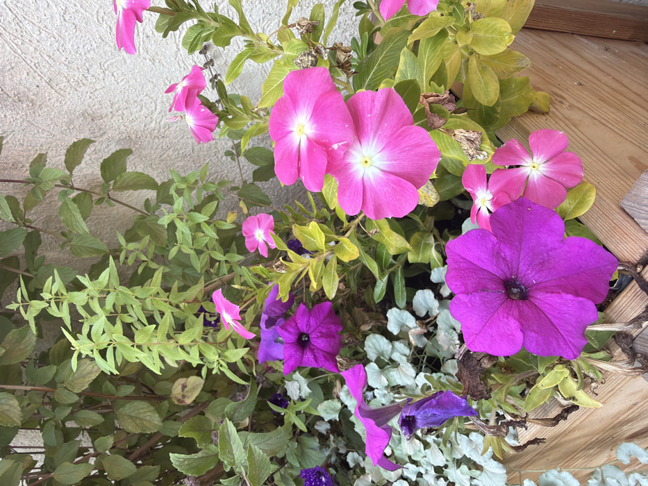 This image depicts a close-up view of a wooden planter box situated outdoors against a textured, light-colored wall, presumably in the city of Bnei Shimon Regional Council, Israel. The planter contains a variety of flowering plants and foliage. Dominant subjects include several vibrant magenta petunias, one large bloom centered at the bottom, and another in the upper left, alongside other purple petunias, some appearing slightly wilted. Multiple hot pink flowers with prominent white centers, consistent with Catharanthus roseus (Madagascar Periwinkle), are visible primarily on the right side of the frame. The foliage consists of varied green leaves: a bright, lighter green plant with numerous small leaves extends vertically in the upper-center, darker green leaves form a dense backdrop, and a silvery-green groundcover with rounded leaves is present on the lower-left. The wooden planter box is visible at the bottom of the frame, showing light brown wooden planks. The scene is illuminated by natural light. No people or animals are present.