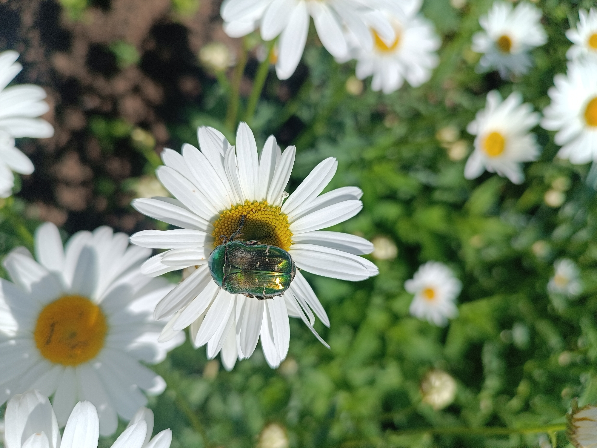 A close-up, high-angle shot captures a metallic green beetle with intricate patterns on its elytra perched on the white petals of a daisy. The beetle is positioned slightly off-center to the right of the image, with its body facing towards the left. The daisy's yellow center is visible, surrounded by delicate white ray florets. In the background, a soft-focus view reveals more white daisies scattered amongst lush green foliage and dark soil, suggesting an outdoor garden setting. The lighting indicates a sunny day, casting subtle shadows on the petals. The scene appears to be located in Chaikovsky, Russia, a city known for its natural beauty and green spaces.