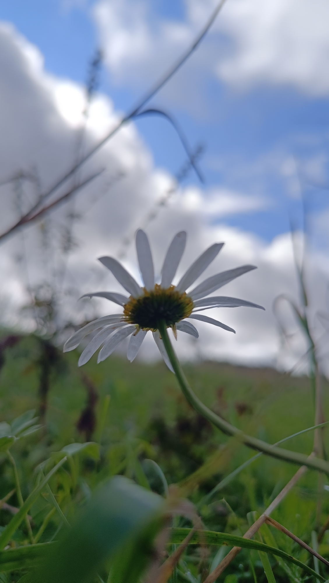 A low-angle, close-up shot captures a single white daisy in the foreground, its petals fanned out against a blurred background of green grass and a blue sky dotted with white clouds. The daisy's center is a dark green with a yellowish hue. Thin, dark stems and blades of grass are visible, some in sharp focus in the immediate foreground, others blurred further back. The image appears to be taken outdoors, possibly in a field or grassy area. There is no indication of this scene being located in Karsha, Russia.