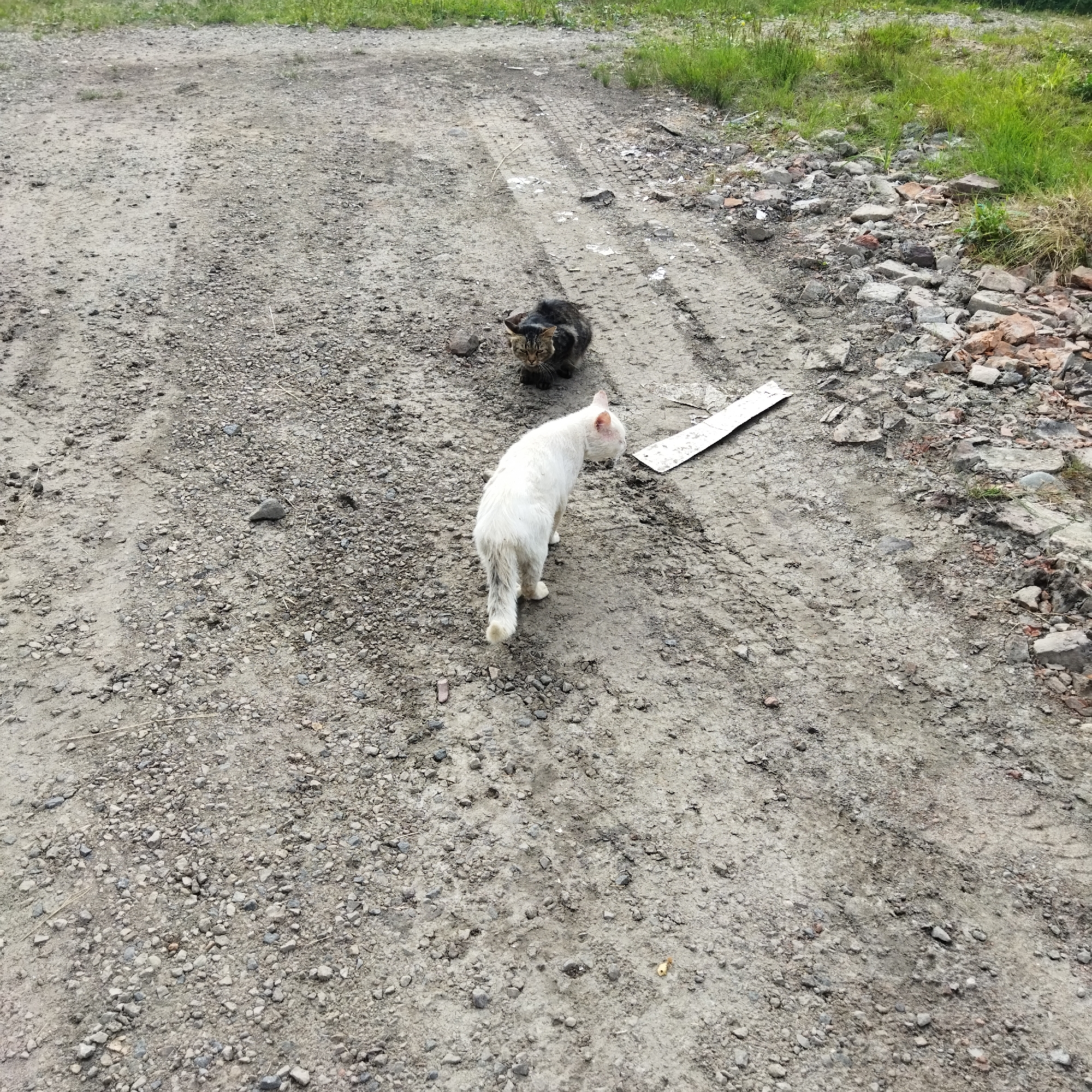 Two cats are present on a dirt road in Polatsk, Belarus. The cat in the foreground is white with a black-striped tail and is facing away from the camera. The second cat, a tabby, is sitting further up the road and facing the white cat. The road is unpaved and appears to be a gravel and dirt surface with tire tracks visible. To the right of the road, there is a pile of debris including bricks and stones, with some green grass growing nearby. A white, rectangular object, possibly a piece of cardboard or plastic, is lying on the road near the white cat. The environment is outdoors, likely a rural or undeveloped area within the city.