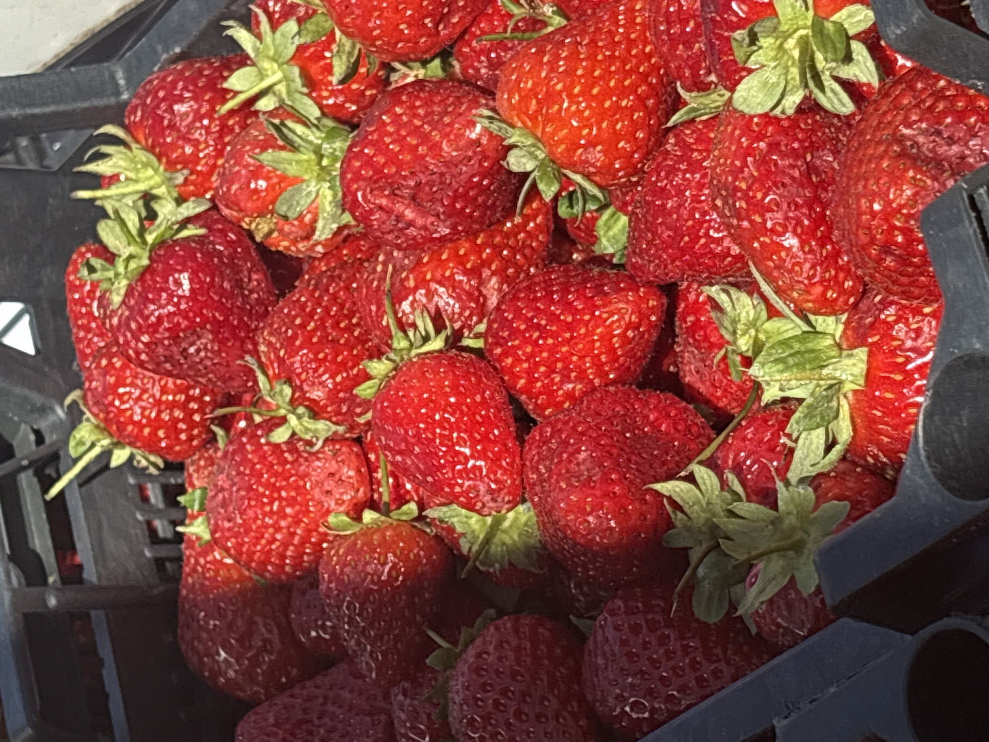 A close-up, high-angle shot depicts a black plastic container filled with ripe red strawberries. The strawberries, each bearing green leafy caps, are tightly packed within the container. Sunlight illuminates a portion of the strawberries and the edges of the container, casting shadows across the scene. The location is indeterminate and there is no indication of the image having been taken in Perm, Russia.