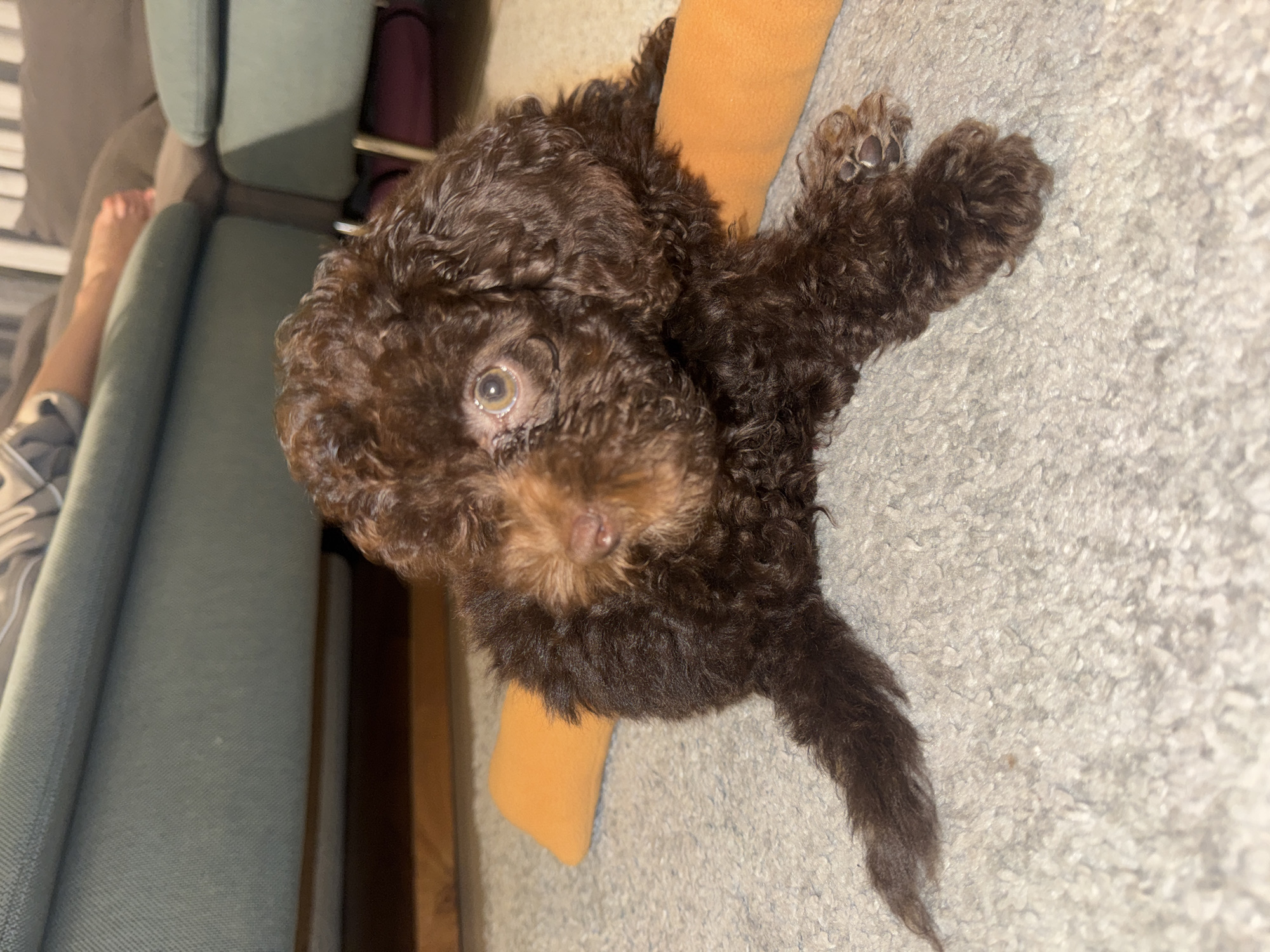 A close-up, high-angle shot depicts a brown, curly-haired dog lying on a gray carpet. The dog is positioned diagonally across the frame, with its head turned towards the left. The dog is resting on a small, orange, cylindrical pillow. Portions of a gray couch and a partially visible human leg are in the upper left corner of the frame. The image does not contain any information that would allow for the identification of Dubai or the United Arab Emirates.