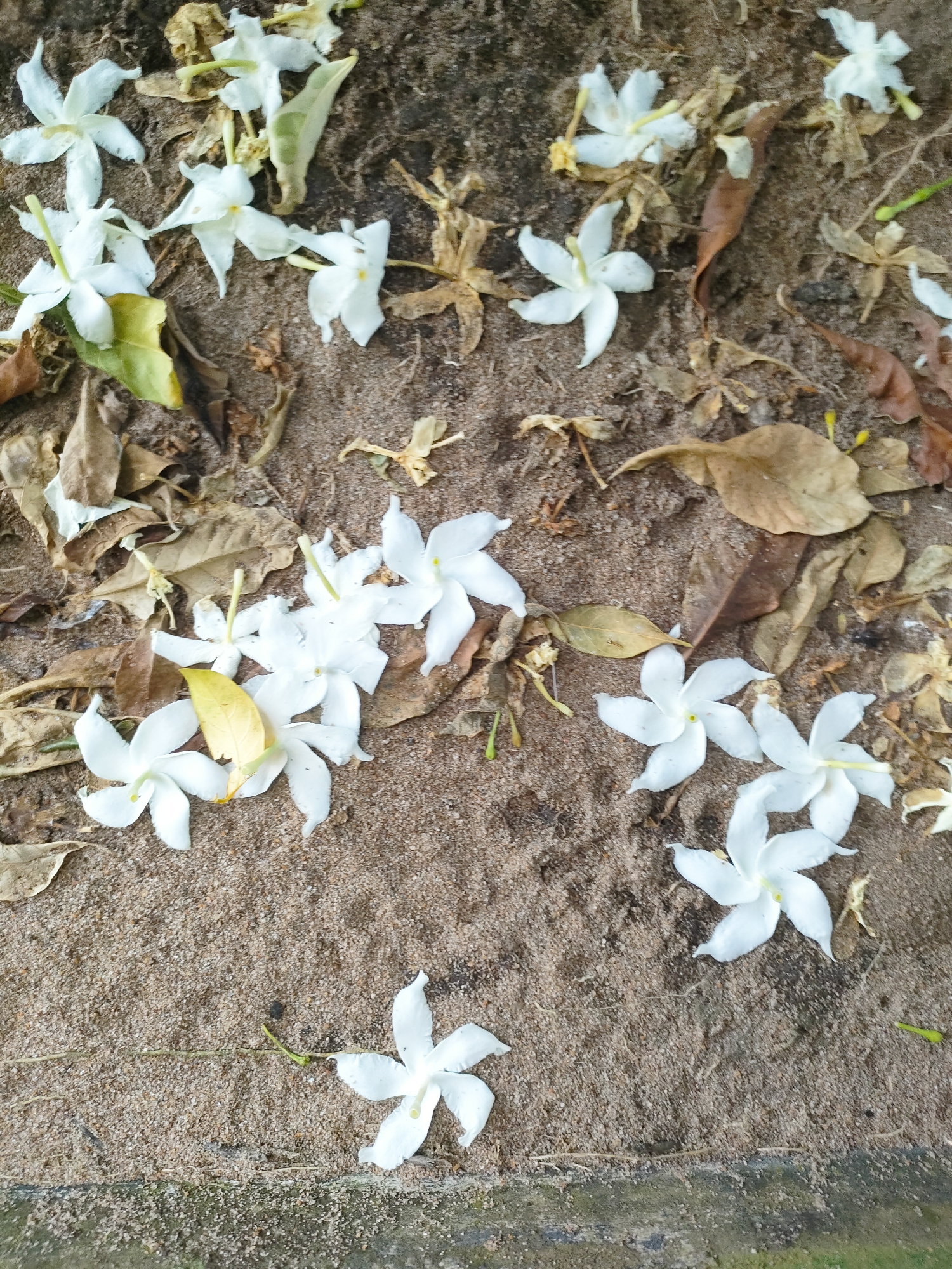 The image displays a scattered arrangement of white flowers with multiple petals and yellow centers, lying on a bed of sand and fallen, dried leaves. Some of the flowers appear fresh, while others are slightly wilted or broken. The sand is a light brown color, with small pebbles and grains visible. The leaves are a mix of brown, tan, and a few hints of green, indicating they are in various stages of decay. The lighting suggests it could be daytime, with natural light illuminating the scene. The overall setting appears to be outdoors, possibly on a path or ground covered with sand and natural debris. There is no visible text in the image. The arrangement of the flowers and leaves gives a sense of natural disarray, as if they have fallen from a nearby tree or plant.