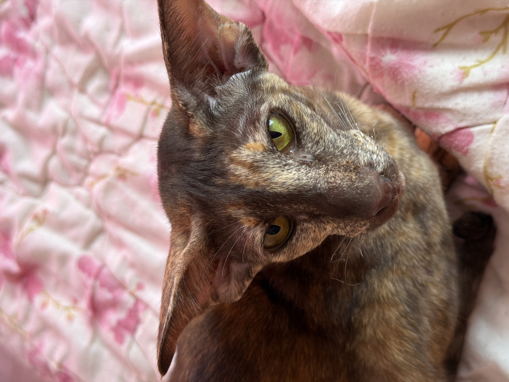 The image is a close-up, eye-level shot of an oriental cat lying on a pink blanket with a floral pattern. The cat has large, pointed ears and striking green eyes. Its fur is a mottled mix of brown, grey, and reddish-brown. The cat is looking directly at the camera, and its whiskers are visible. The blanket is wrinkled, suggesting it is a bed or sofa. The lighting is soft and natural, with no harsh shadows. The location of this image is not specified in the provided data.