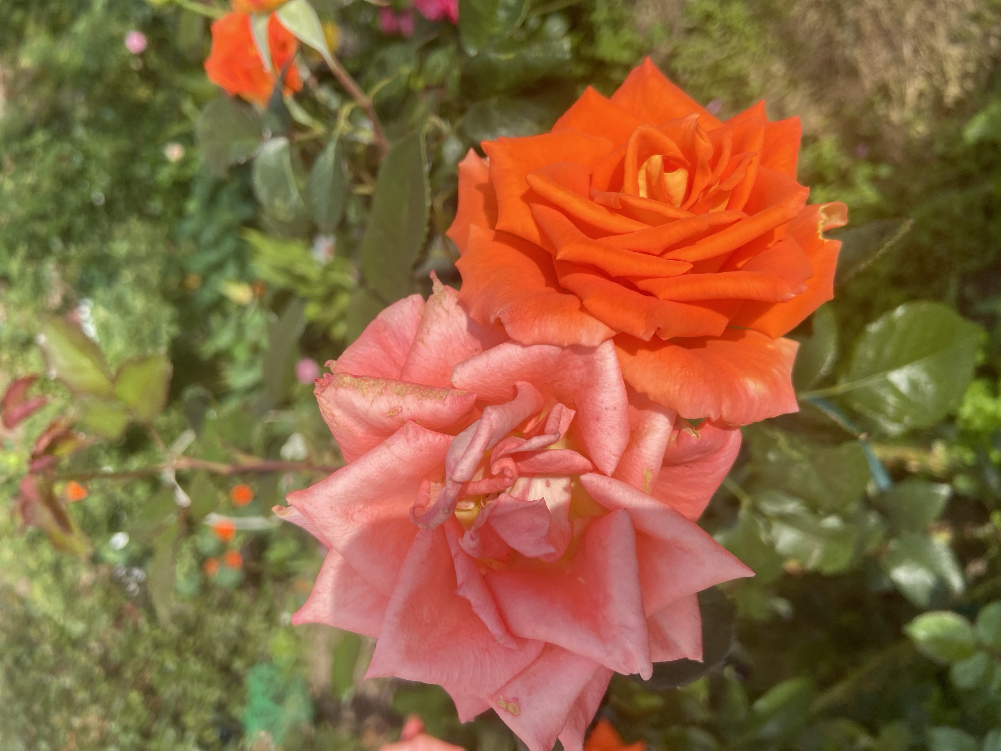 The image shows two blooming roses in a garden setting. The rose on the left is a pale pink or coral color, with delicate, slightly wilting petals in the center. The rose on the right is a vibrant orange, with tightly packed, unfurling petals. Both roses are in focus, while the background is blurred, revealing lush green foliage, other plants, and hints of other flowers in shades of orange and pink. The sunlight creates a warm glow and dappled light effect across the scene. The overall impression is one of a beautiful, sunny day in a garden. There are no people or specific landmarks visible that would indicate a location in Balashikha, Russia.
