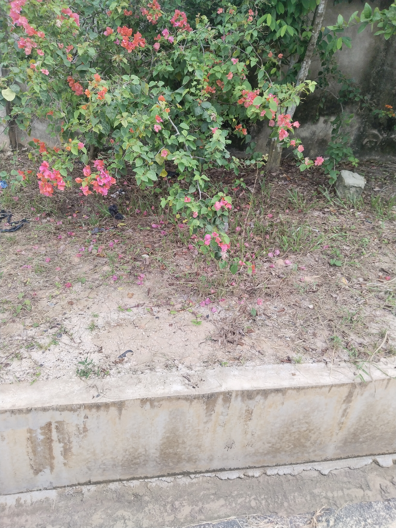 The image shows a bougainvillea bush with pink and orange flowers growing in a patch of sandy soil. The ground beneath the bush is covered with fallen flower petals and scattered vegetation. A concrete curb forms the lower edge of the frame. The location is likely a garden or roadside area in Uyo, Nigeria. No people are visible in the image.
