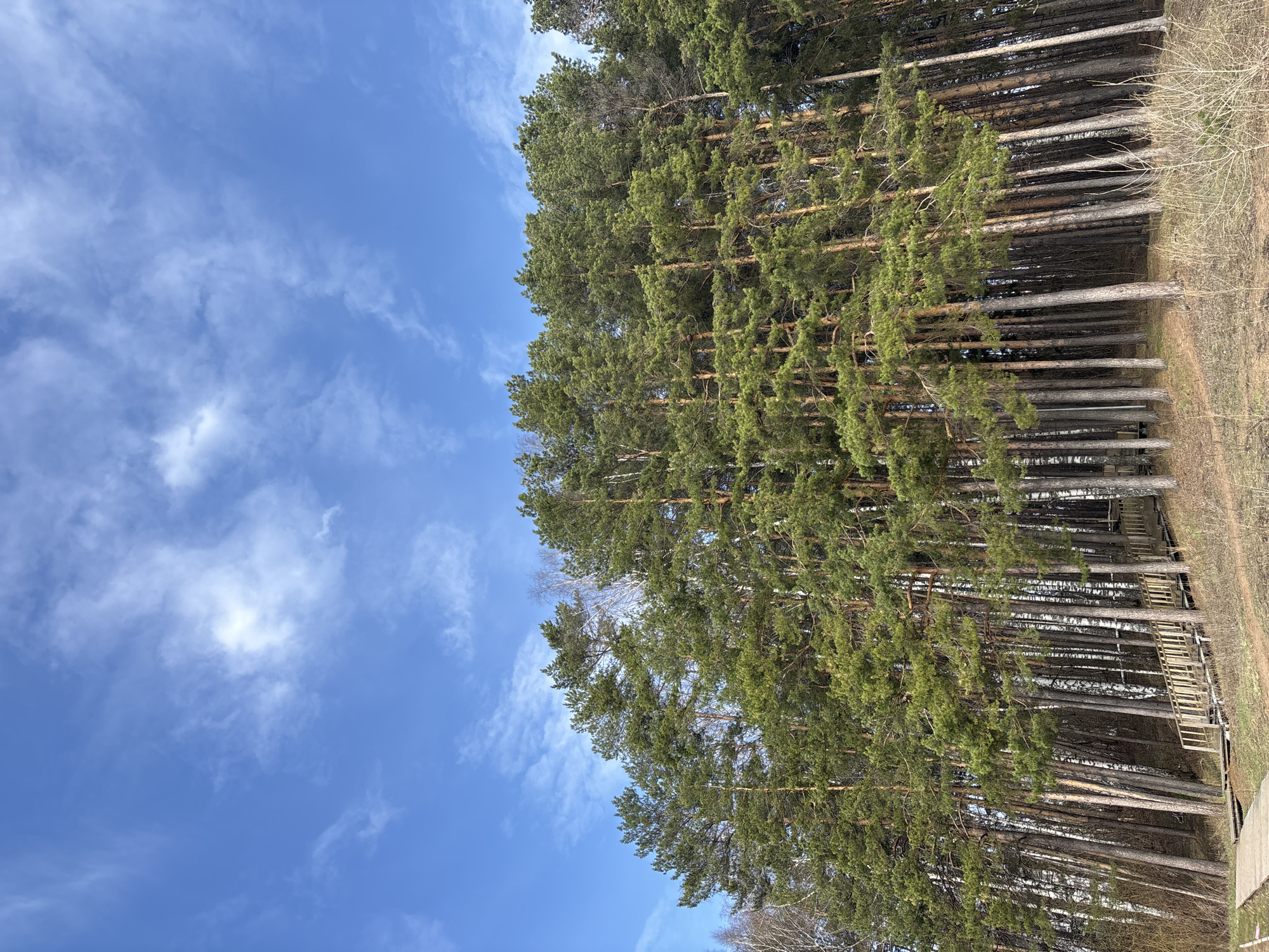 The image shows a view of a pine forest in Chaikovsky, Russia, under a bright blue sky with scattered white clouds. The trees are tall and closely spaced, with green foliage at the tops and brown trunks. The ground is covered with dry vegetation and some bare patches of dirt. A wooden structure, possibly a set of stairs or a path, is visible among the trees.