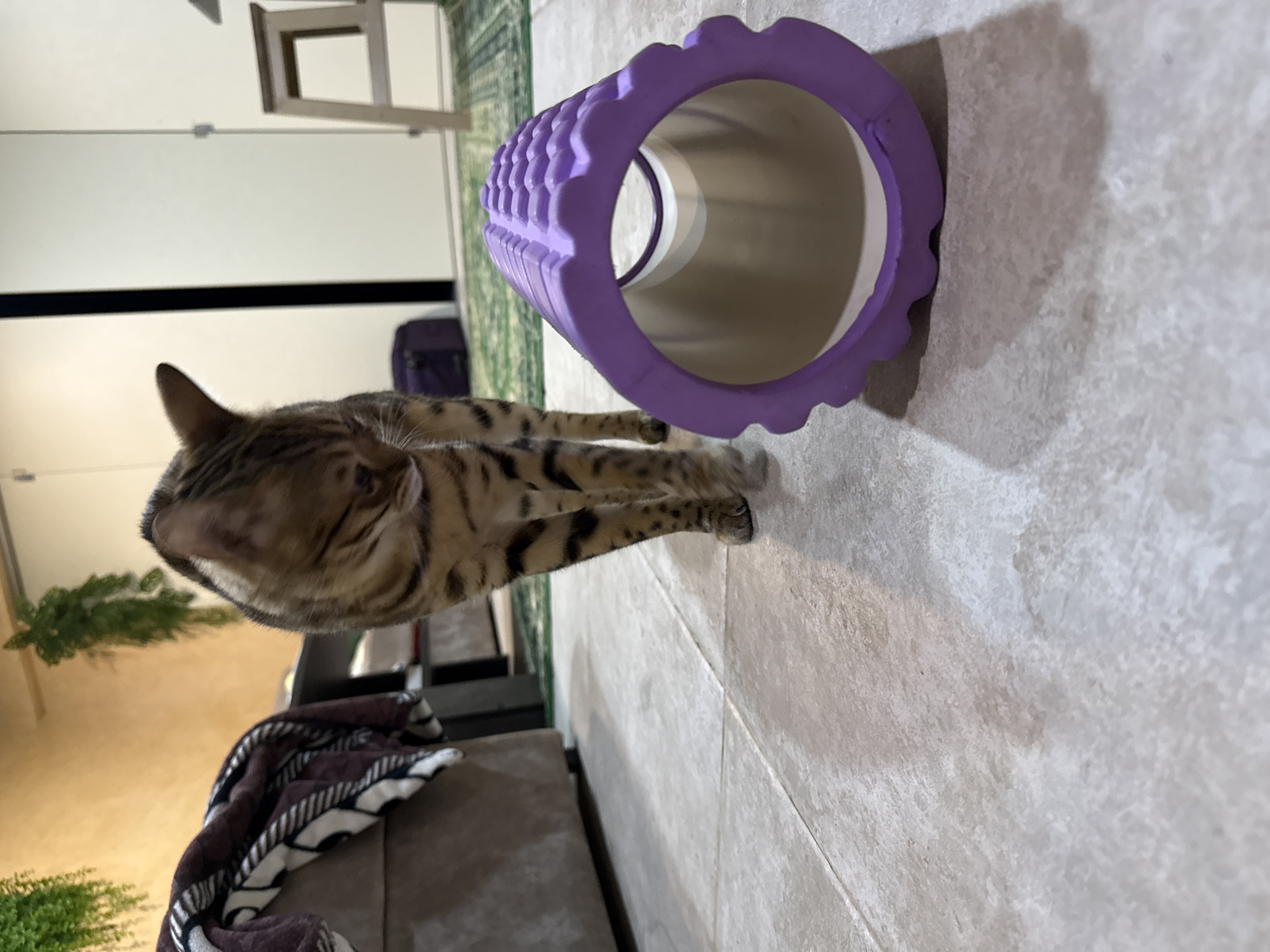 An indoor scene features a domestic cat alongside a purple foam roller on a light-colored tiled floor. The cat, a tabby-patterned breed with distinctive brown and black stripes and spots, is captured in mid-stretch, looking downwards or to its right. Its body is elongated, and its paws are visible on the textured floor.
To the cat's left, a vibrant purple foam roller with a knobby, textured surface is positioned horizontally. It's hollow and cylindrical, casting a distinct shadow on the tiled surface, suggesting overhead lighting.
In the background, a green rug or carpet adds color to the floor. Further back, on the left, several green plants in pots are visible, with a part of a sofa or furniture piece covered by a dark brown and white patterned blanket in the lower left. A light-colored wall with a black horizontal stripe runs across the mid-ground, and a light wooden frame structure is visible higher up. A dark purple bag or case can also be seen in the distance. The setting appears to be a cozy home environment during the daytime. No visible text is present in the image.
