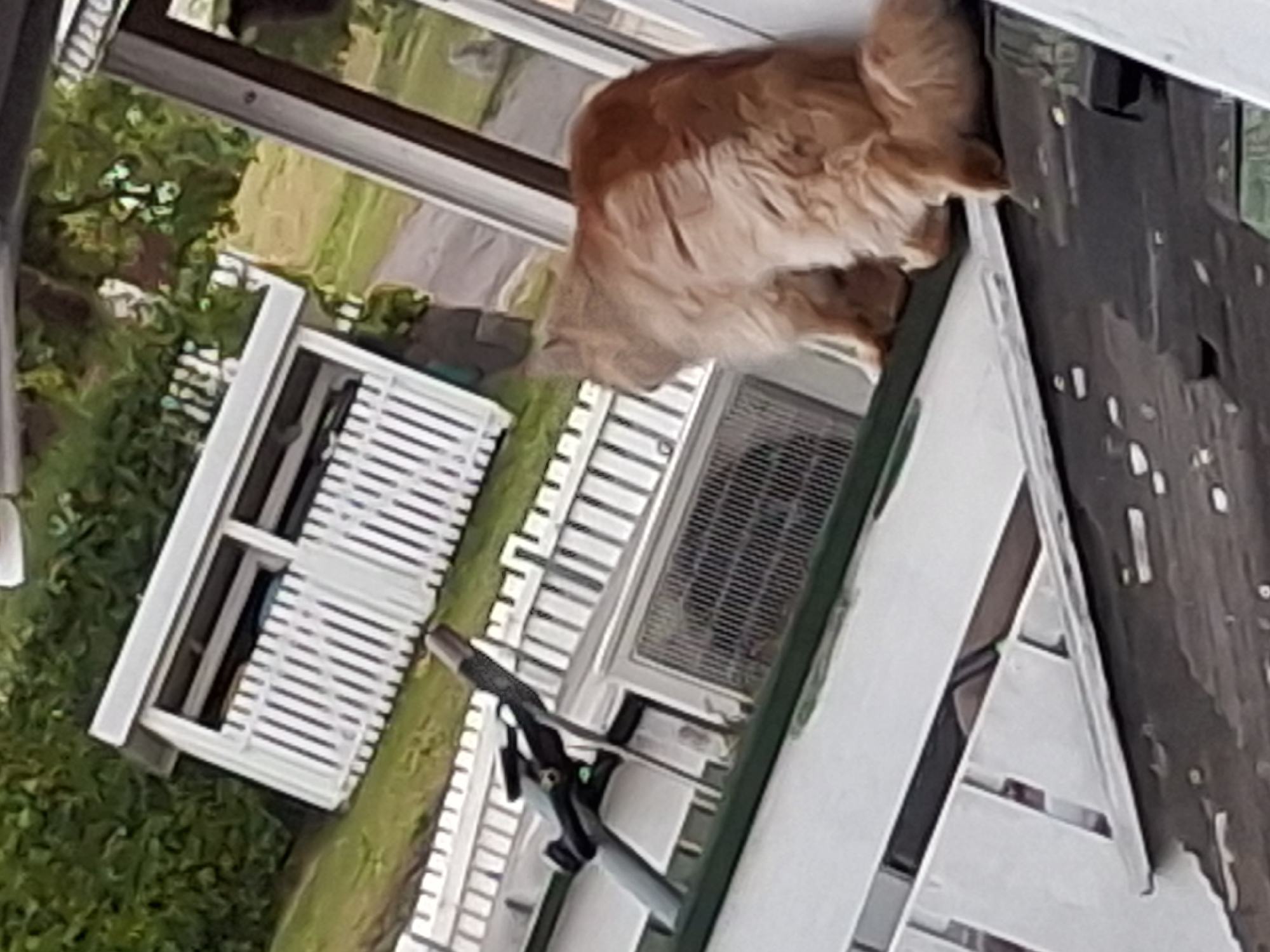 The image depicts an outdoor scene, likely in Åsgårdstrand, Norway, featuring a fluffy, light brown cat sitting on a slanted surface. The cat is facing away from the camera, looking towards the left. In the background, there is a white structure with vertical slats, resembling a fence or a small building with openings. Green foliage is visible behind the white structure. To the left of the cat, a black object with mechanical parts, possibly a part of a scooter or bicycle, is present. The overall environment suggests a residential or outdoor recreational area.