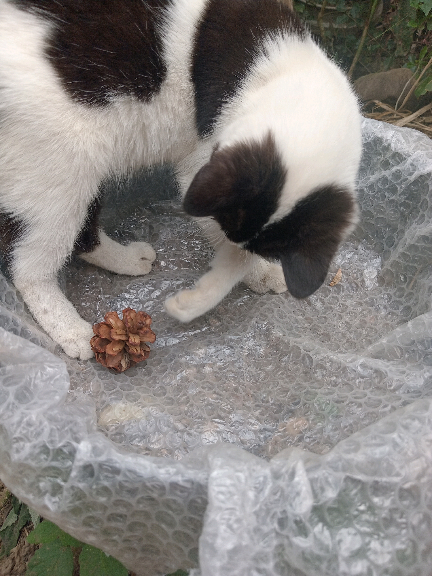 A black and white patterned cat is in a shallow, clear plastic container lined with bubble wrap. The cat is looking down at a small pinecone placed in front of its paws. The container appears to be outdoors, with some greenery and soil visible in the background. The cat has white paws and chest, with black patches on its back, head, and ears. The bubble wrap is crinkled and partially submerged in what appears to be a shallow amount of water, reflecting the cat and the surroundings. The overall scene suggests a natural, outdoor setting, possibly a garden or yard, in Claket, Indonesia.