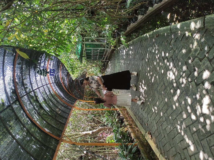 Two women are walking along a paved path in a botanical garden. The path is covered by a black metal and fabric canopy. The path has a small ditch with water running along the right side. The path is made of rectangular brick pavers. The sun is shining and casting shadows through the canopy and onto the path. The women are both wearing casual clothing. The younger woman is wearing a pink dress and the older woman is wearing a black dress. The older woman is walking in front of the younger woman. The younger woman is looking down at the ground. The older woman is looking ahead. There are green plants and trees on either side of the path. The older woman is holding the younger woman's hand. The younger woman is holding a white bag. They are walking in the direction of a building off in the distance. The location is near the coordinates of the Kecamatan Pujon, Indonesia, which are latitude -7.856, longitude 112.456.