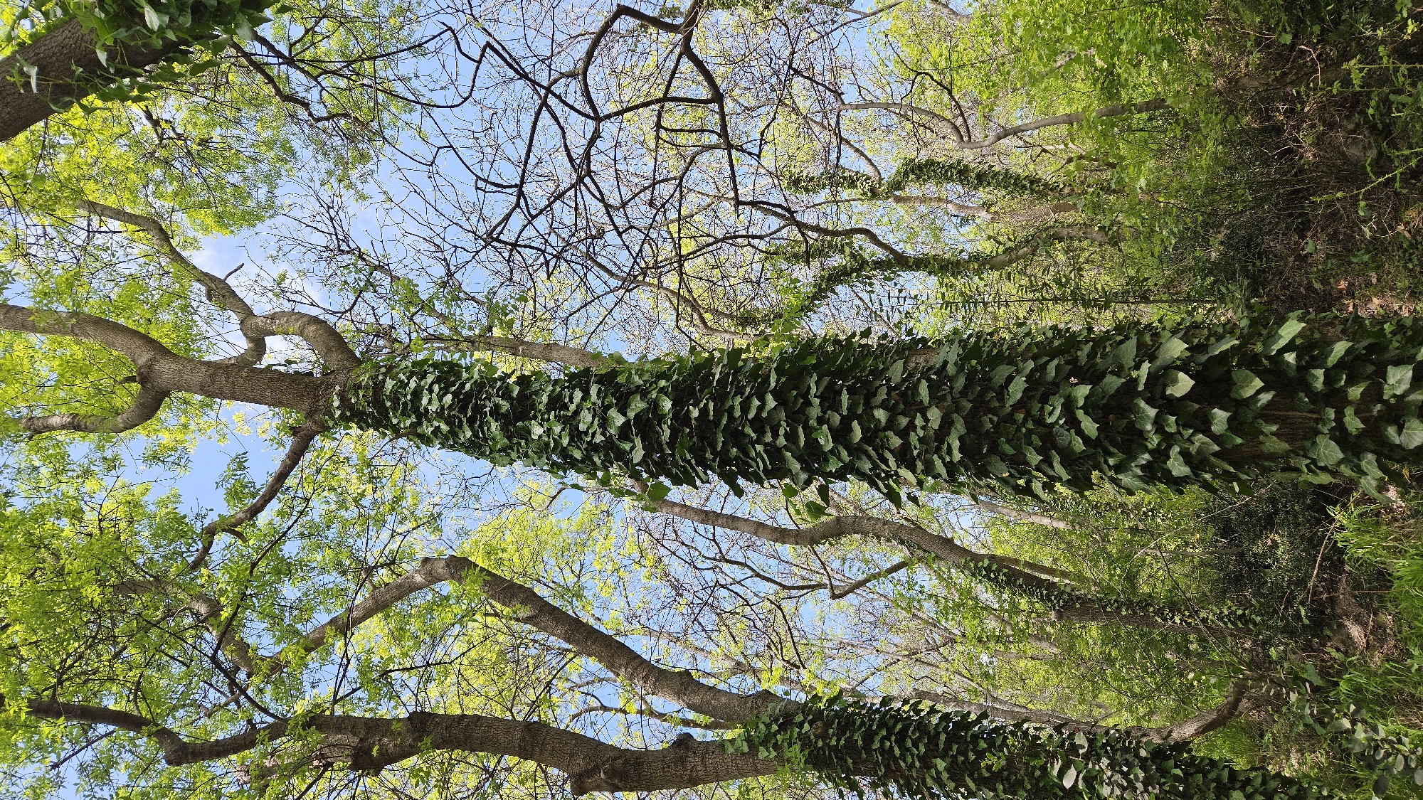 The image shows a low-angle view looking up into a forest canopy. Several tree trunks are visible, some covered extensively with ivy. The ivy is dense and consists of dark green leaves. Some trees have sparse green leaves, allowing glimpses of the blue sky. Other trees have bare branches, indicating different species or stages of foliage. The environment suggests a natural area within a city, potentially a park or green space. The specific location within "Unknown, Unknown" is not discernible from the image.