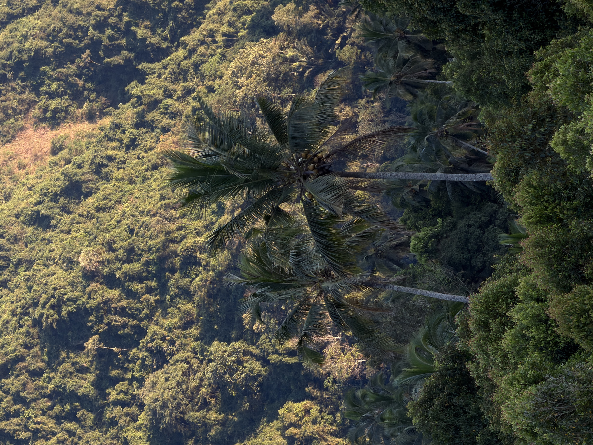 The image depicts a lush, verdant hillside in Sawan, Indonesia, likely during the late afternoon due to the warm, golden light illuminating the foliage. The foreground is dominated by dense, green shrubbery and trees, creating a rich tapestry of textures. Prominently featured are two mature coconut palm trees in the mid-ground, their fronds casting shadows and one displaying a cluster of coconuts. Behind these, the hillside rises steeply, covered in a thick, undulating carpet of trees and vegetation. A section of the upper hillside shows a lighter, exposed patch of earth, possibly due to a landslide or clearing, contrasting with the surrounding greenery. The overall impression is one of tropical abundance and natural beauty. No people are visible in the frame.