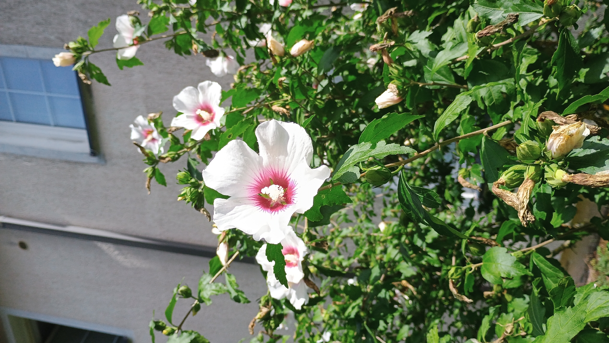 A close-up, low-angle outdoor shot showcases a blooming hibiscus plant against a building facade in Sokolov, Czechia. The foreground is dominated by lush green leaves and branches, with several large, white hibiscus flowers featuring vibrant pink centers. Some flowers are fully open, while others are buds. In the background, a neutral-toned building with a window is visible, along with a drainpipe. The lighting suggests a sunny day, casting shadows and highlighting the textures of the foliage and petals.
