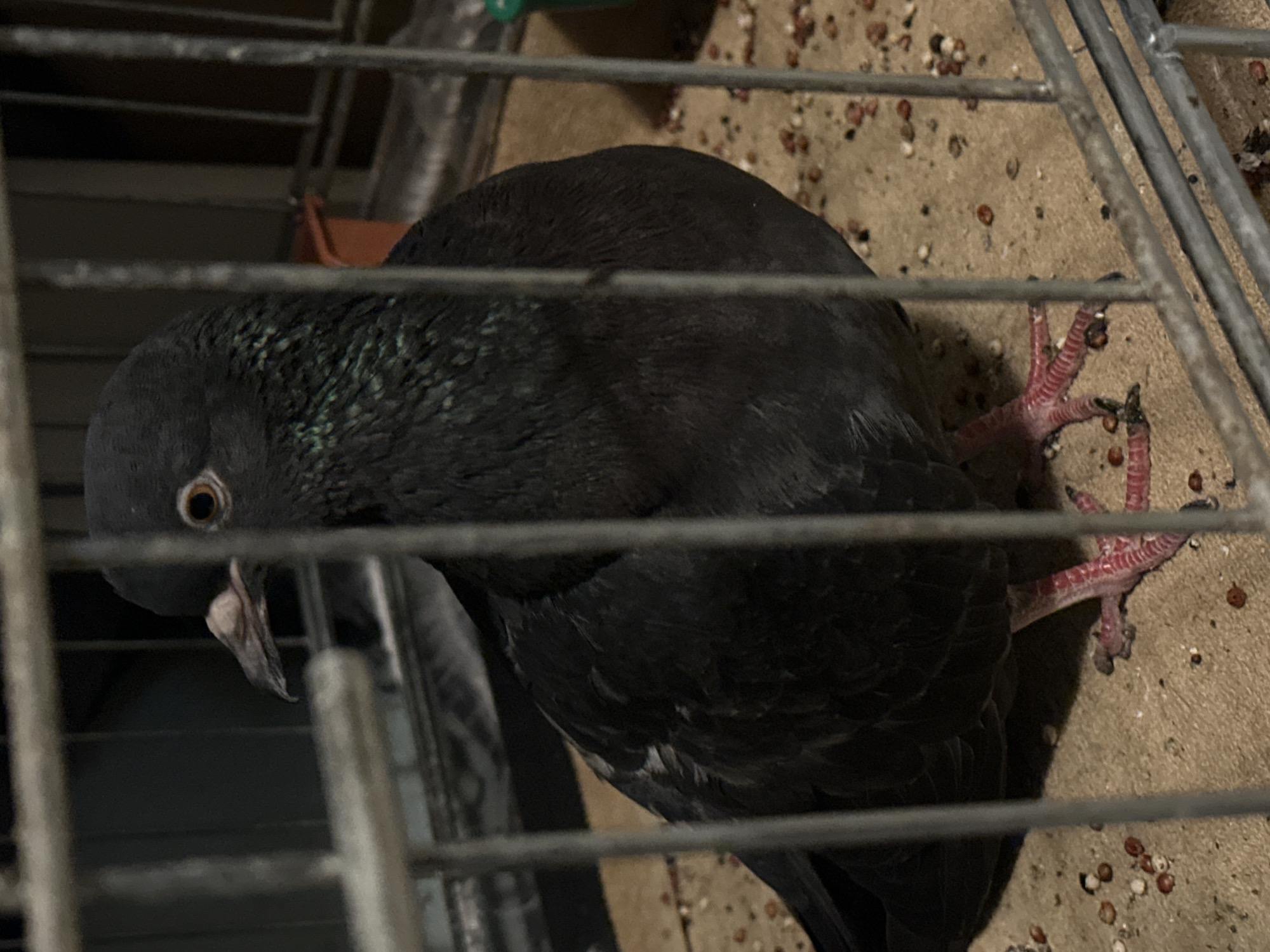 A dark gray pigeon stands within a metal cage. The pigeon is facing left, with its head turned slightly towards the camera. Its eye is visible, and its beak is light pink. The pigeon's neck feathers have a greenish iridescence. Its legs and feet are bright pink. The cage floor is covered with birdseed. In the background, blurred objects and cage bars are visible. The image appears to be taken indoors. There are no people or any recognizable landmarks of Togliatti, Russia, in the image.