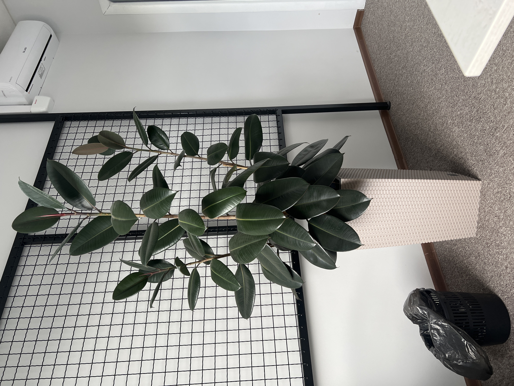 A ficus plant in a beige pot is positioned in a corner against a white wall. The plant is supported by a black metal grid. To the right of the plant is a white surface, likely a desk or counter, with a brown edge. Near the base of the plant and the white surface is a black wastebasket with a black plastic bag inside. The floor is covered with gray carpet. Above the plant on the wall is an air conditioning unit. The location is in an indoor space, likely an office or home in an undetermined location including Poltava, Ukraine.