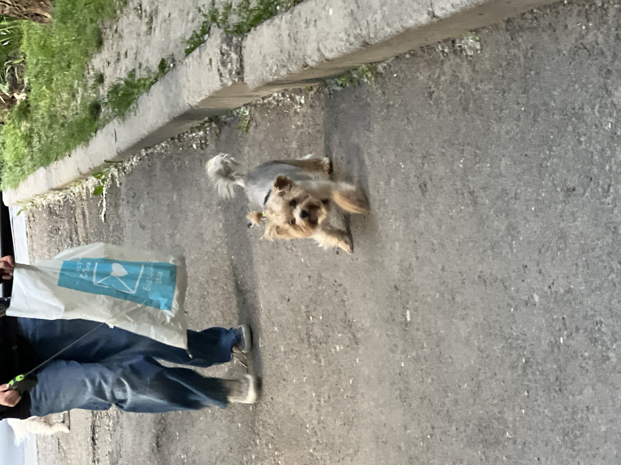 A blurry image shows a small, tan-colored terrier dog on a gray paved surface next to a concrete curb with vegetation. A person wearing blue jeans and light-colored shoes is walking the dog with a green-handled leash and holding a white plastic bag with blue writing on it. The location may be Ternopil, Ukraine, but there are no elements present to identify the exact location.