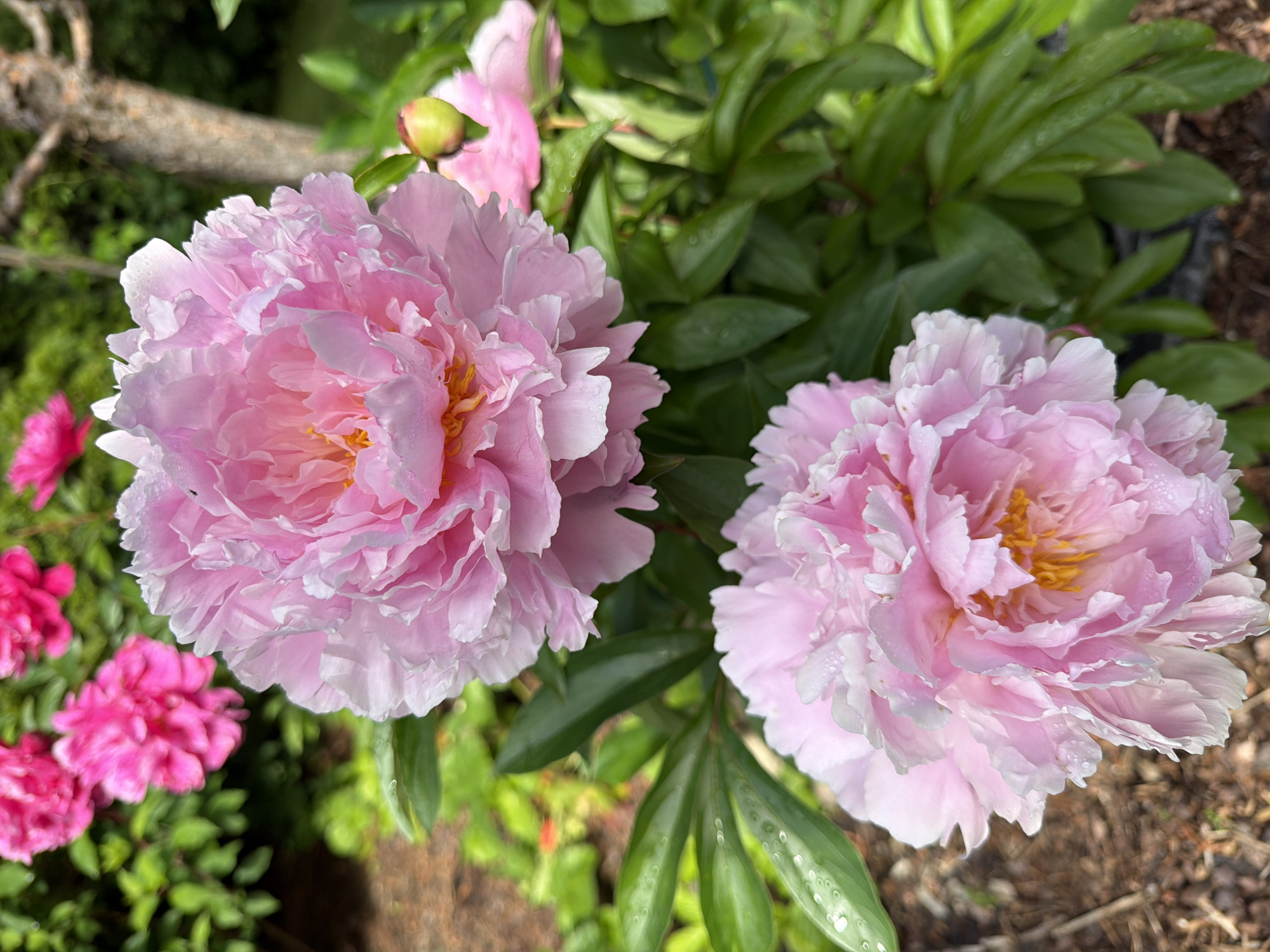 The image displays two large, pale pink peonies in full bloom, occupying the foreground. Their layered petals are soft and delicate, with some appearing almost white at the edges. Small water droplets are visible on some petals, suggesting recent rain or dew. The center of each peony reveals a cluster of yellow stamens.
Behind the prominent pink peonies, a cluster of smaller, more intensely pink peonies is visible, some still in bud form. Lush green foliage surrounds the flowers, with some leaves also bearing water droplets. In the upper left of the frame, a weathered tree branch or log is partially visible, adding a natural, rustic element to the scene. The ground beneath the foliage appears to be covered in mulch or dark soil.
The overall impression is that of a vibrant garden scene, likely captured on a bright, possibly overcast or post-rain, day given the dew on the petals. The lighting suggests it is daytime. The setting is a garden in Baloži, Latvia. There is no text visible in the image. The scene evokes a sense of natural beauty and tranquility.