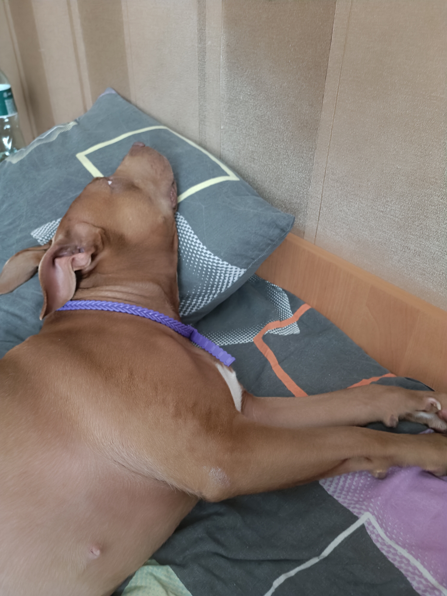 A brown dog with a purple braided collar sleeps on its side on a bed. The dog is resting its head on a grey pillow with a white and yellow geometric pattern. The bed also has a grey blanket with an orange and white geometric pattern, and a pink pillowcase underneath the dog's hind legs. The background is a textured light brown wall.