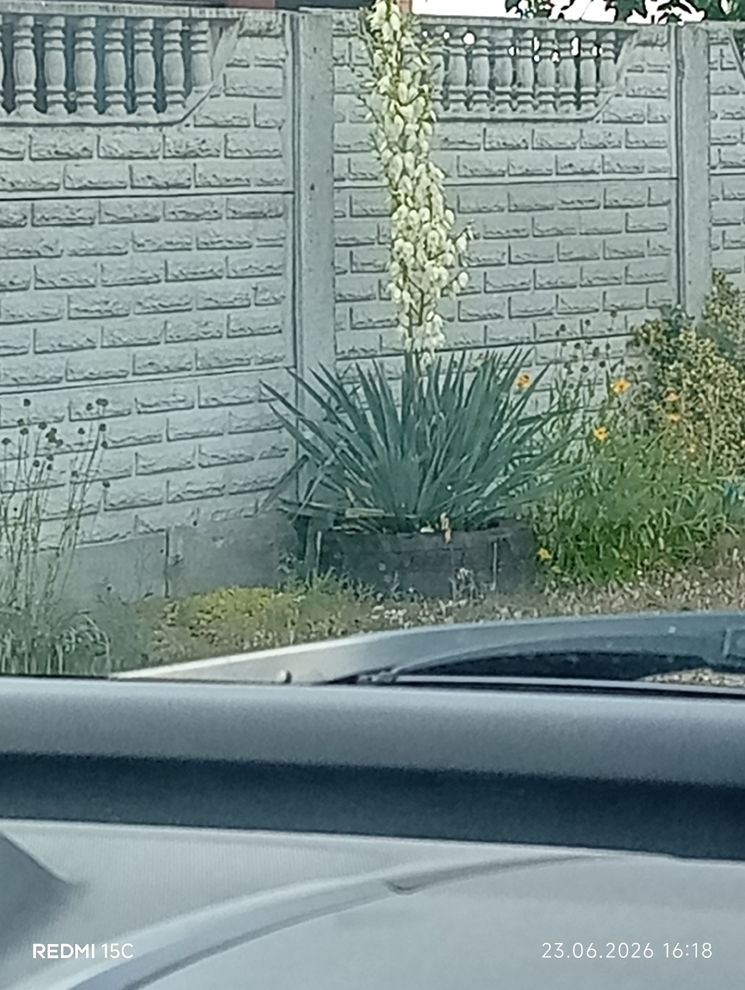 This media file depicts an outdoor scene, likely a residential yard in Mykolaivka, Ukraine. The main subjects are a tall, flowering yucca plant with a dense stalk of white blossoms and a large clump of spiky green yucca leaves. Behind the plants is a gray, brick-patterned concrete fence with decorative pillars along the top. To the right of the yucca, there are smaller yellow flowers and green foliage. The ground in front of the fence appears to be dirt and sparse grass. The foreground shows the interior of a vehicle, including part of the dashboard and windshield, suggesting the photo was taken from a car. Visible text in the lower left corner reads "REDMI 15C," indicating the phone model used, and in the lower right corner, "23.06.2026 16:18," which is a date and time stamp. The lighting suggests it is daytime, likely afternoon given the timestamp. There are no people or animals visible in the frame. The overall impression is a sunny day in a somewhat overgrown garden area.