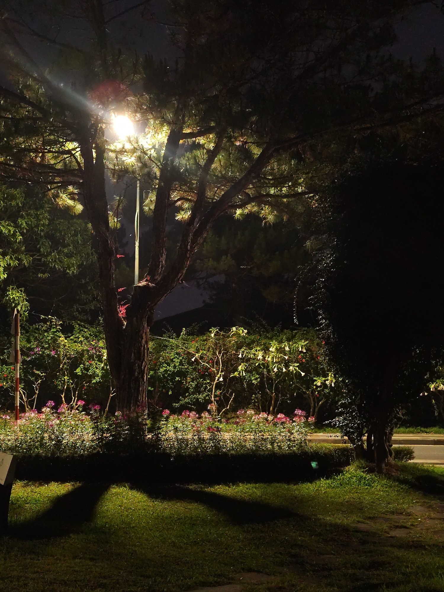 The image depicts a nighttime scene in Da Lat, Vietnam. A street lamp illuminates a tree in the foreground, casting a shadow on the grassy lawn below. Behind the tree, a row of flowering plants with pink blossoms lines a path. Further back, trees with white flowers are visible. A sidewalk runs along the right edge of the frame, adjacent to a dark area on the right. The sky above is dark.