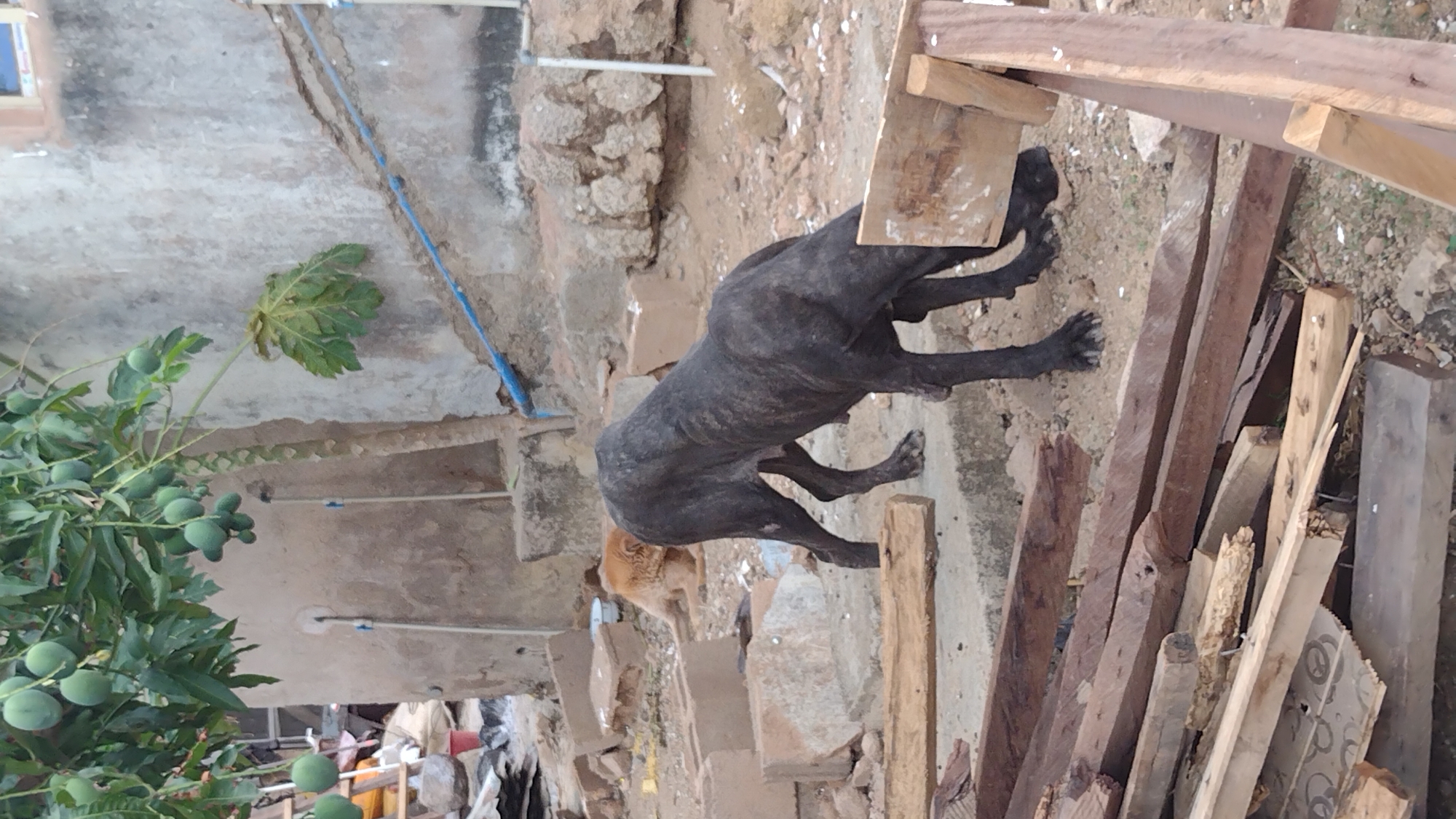 A vertical outdoor shot depicts a malnourished, dark-colored dog with a tan head standing on dirt and stone ground. The dog is positioned near a pile of wooden planks. A tree with green fruit is to the left. In the background, a concrete structure with exposed stone is visible. Given the request, the location is presumed to be Jos, Nigeria.