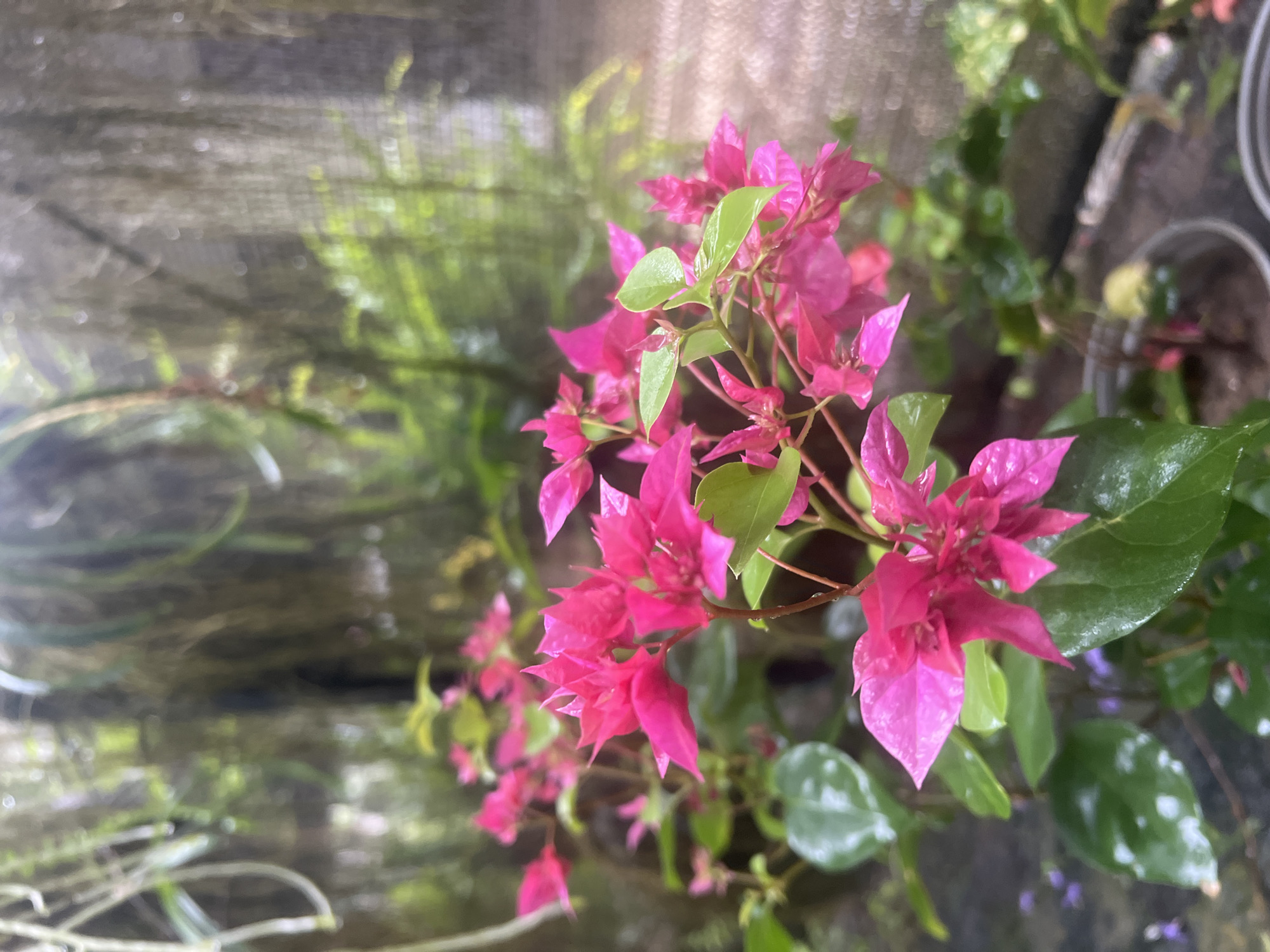 The image depicts a close-up of vibrant, fuchsia-pink bougainvillea flowers with glossy green leaves. The flowers are clustered on thin stems, and some of the leaves appear to be wet, possibly from rain or dew. The background is softly blurred, showing lush, green foliage and what appears to be hanging vines or moss. In the lower right quadrant, parts of two potted plants are visible, indicating an outdoor or greenhouse setting. The overall impression is one of natural beauty and growth. The location in Demanhandiya, Sri Lanka, suggests a tropical environment where such flora would thrive.