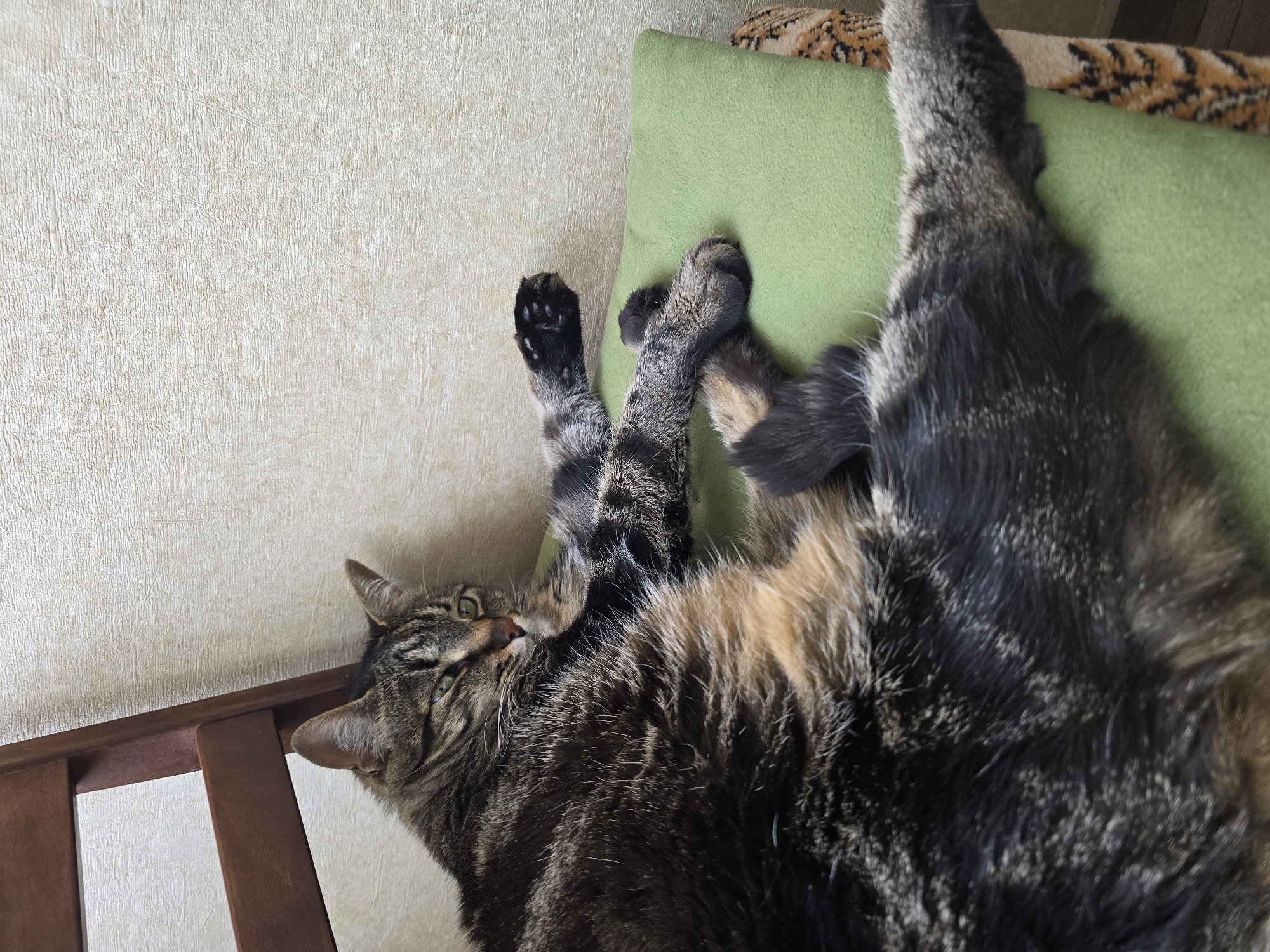 A tabby cat is lying on its side on a green cushion placed on a chair. The cat is facing to the left of the frame with its head tilted slightly upwards. Its fur is a mix of brown, black, and tan. The cat's paws are extended, with one paw resting on top of the other. The background consists of a textured, light-colored wall and the wooden frame of a chair. The scene is indoors, likely in a residential setting in Sofiivska Borshchahivka, Ukraine.